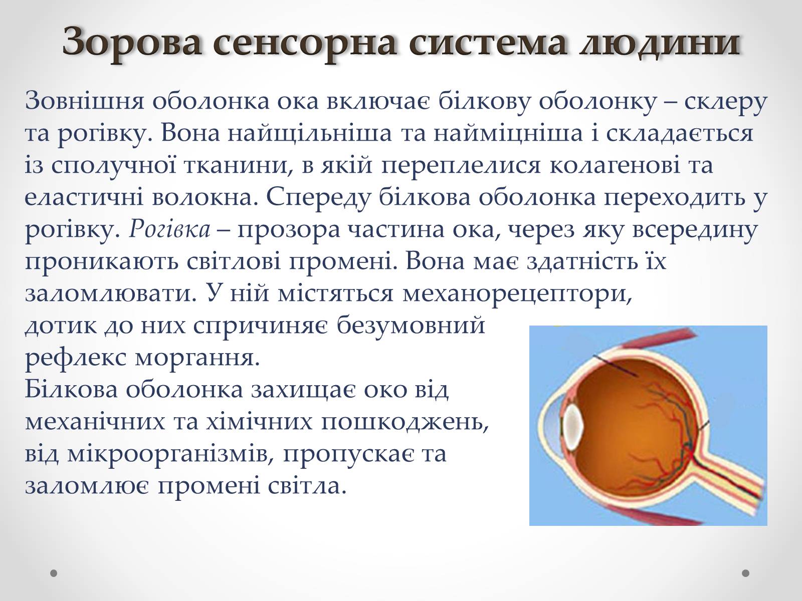 Презентація на тему «Зорова сенсорна система людини» - Слайд #7 Презентація на тему «Зорова сенсорна система людини» - Слайд #7