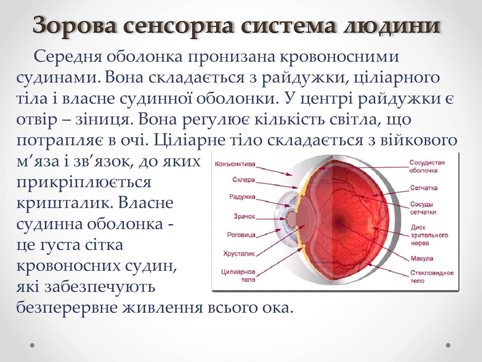 Презентація на тему «Зорова сенсорна система людини» - Слайд #8 Презентація на тему «Зорова сенсорна система людини» - Слайд #8