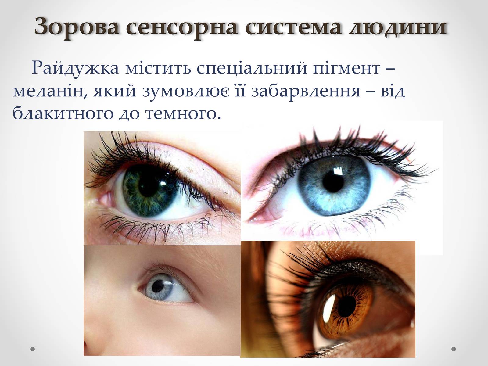 Презентація на тему «Зорова сенсорна система людини» - Слайд #9 Презентація на тему «Зорова сенсорна система людини» - Слайд #9