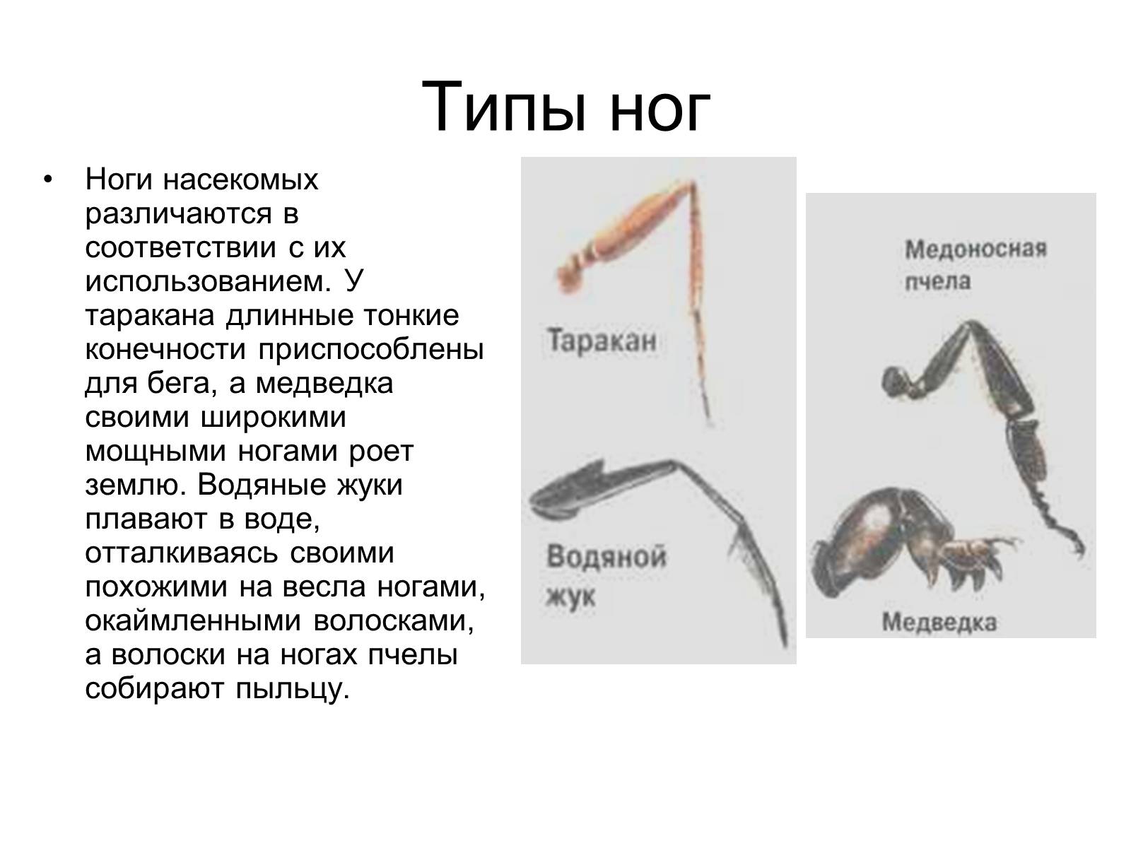 Презентація на тему «Насекомые» (варіант 2) - Слайд #9 Презентація на тему «Насекомые» (варіант 2) - Слайд #9