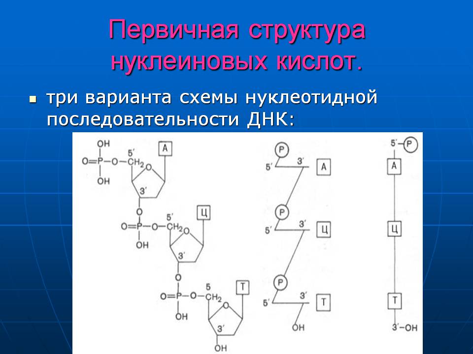 Презентація на тему «ДНК» (варіант 3) - Слайд #11 Презентація на тему «ДНК» (варіант 3) - Слайд #11