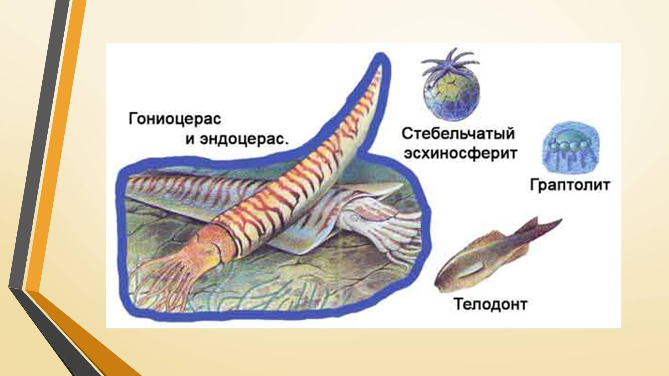 Презентація на тему «Тварини палеозою» - Слайд #12 Презентація на тему «Тварини палеозою» - Слайд #12