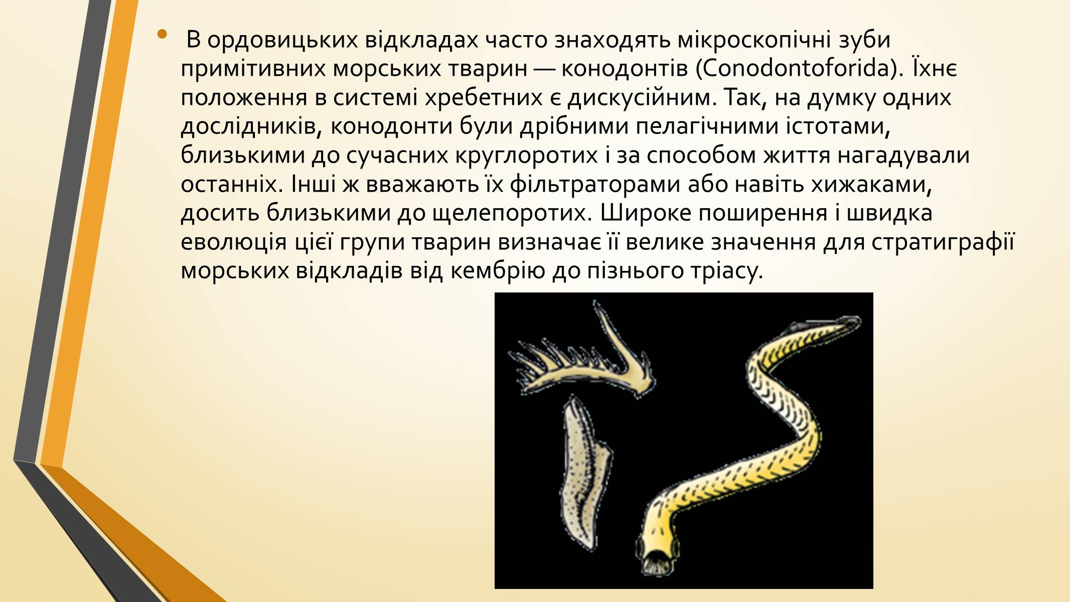 Презентація на тему «Тварини палеозою» - Слайд #13 Презентація на тему «Тварини палеозою» - Слайд #13