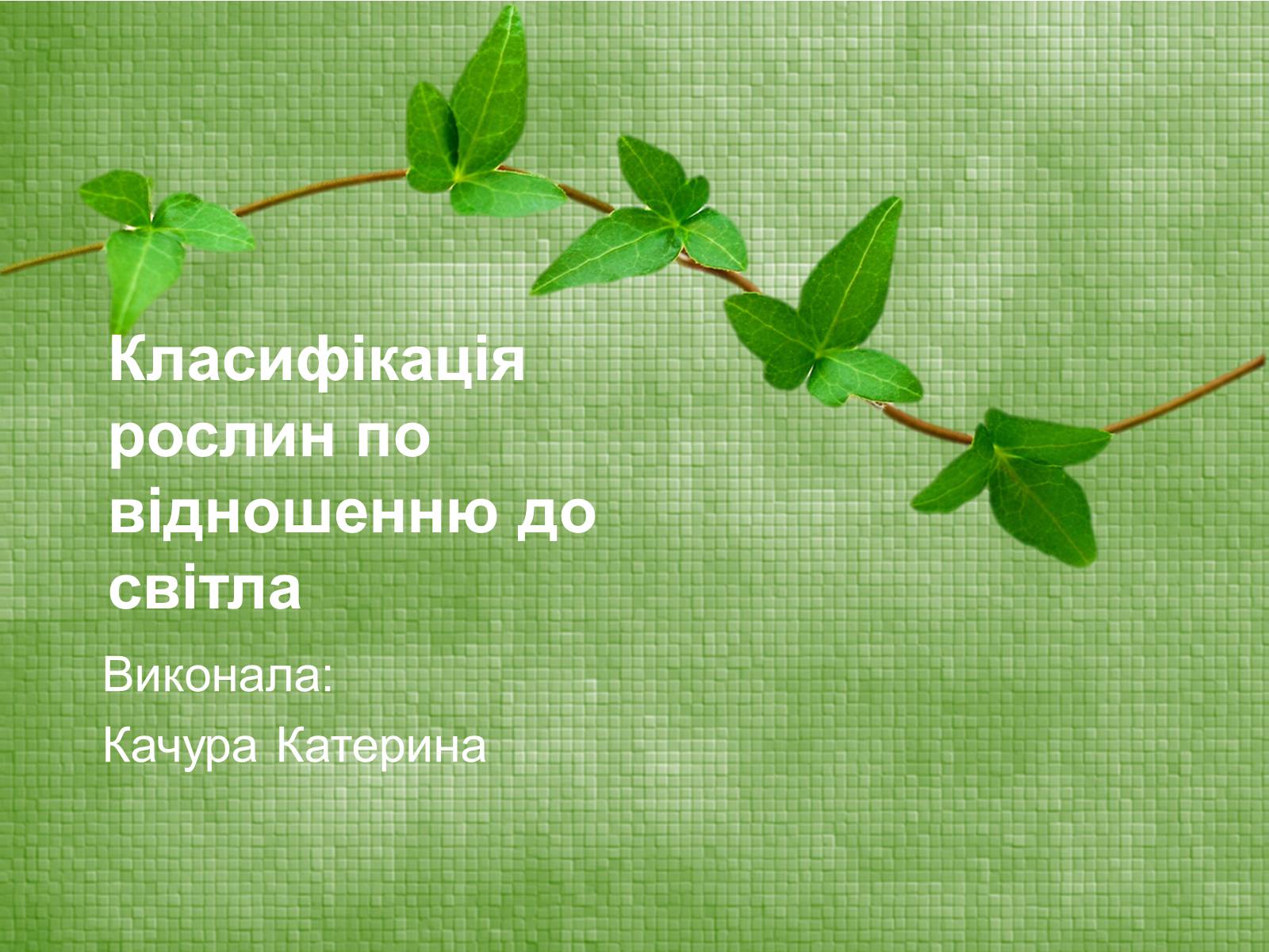 Презентація на тему «Класифікація рослин по відношенню до світла» - Слайд #1 Презентація на тему «Класифікація рослин по відношенню до світла» - Слайд #1