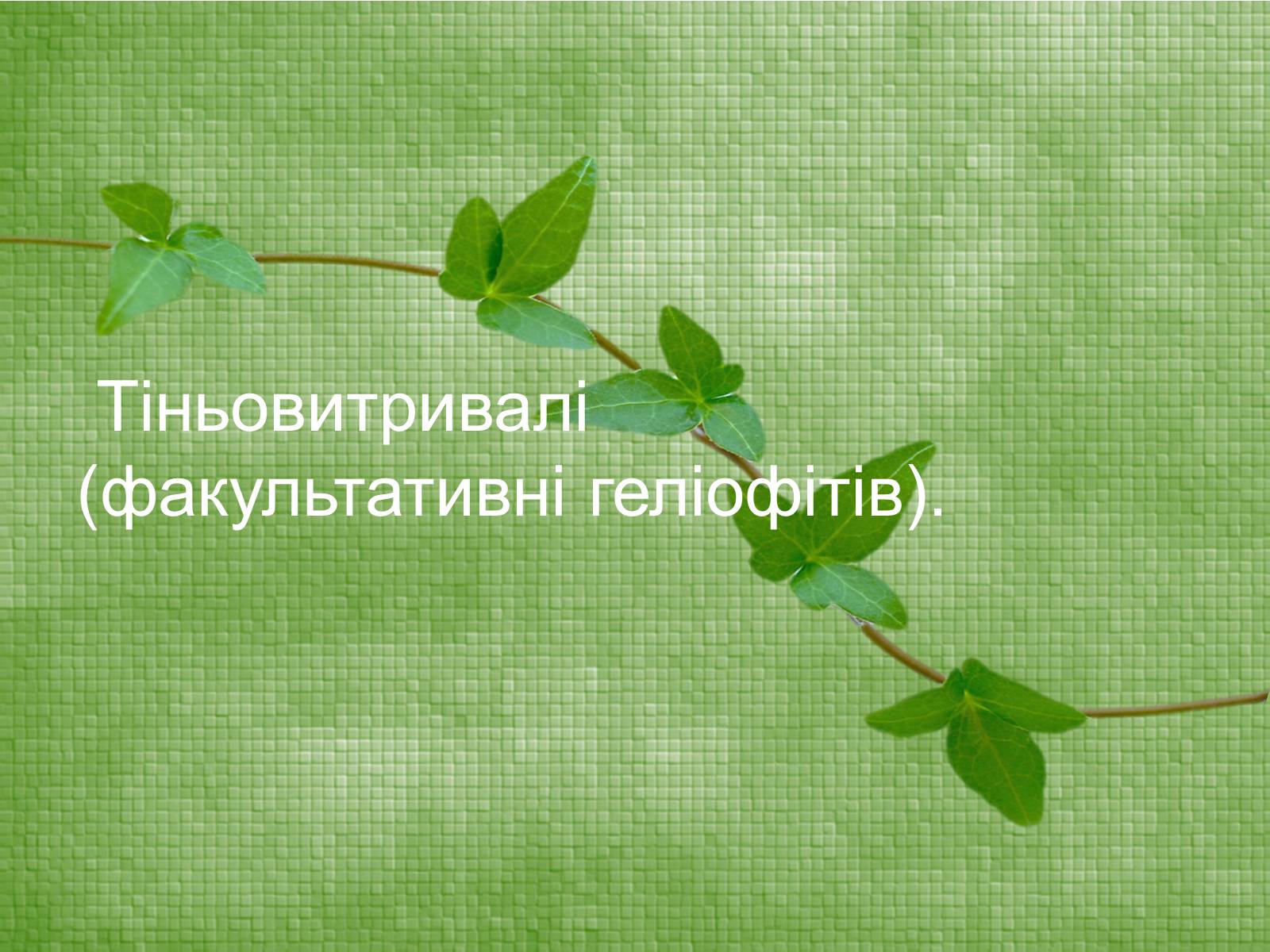 Презентація на тему «Класифікація рослин по відношенню до світла» - Слайд #13 Презентація на тему «Класифікація рослин по відношенню до світла» - Слайд #13
