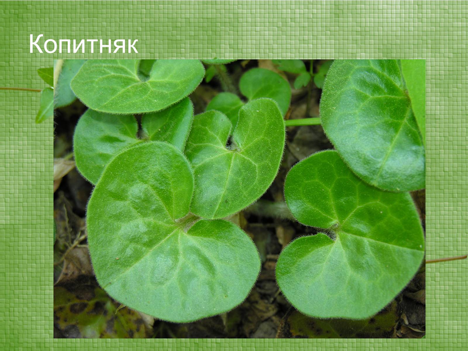Презентація на тему «Класифікація рослин по відношенню до світла» - Слайд #14 Презентація на тему «Класифікація рослин по відношенню до світла» - Слайд #14
