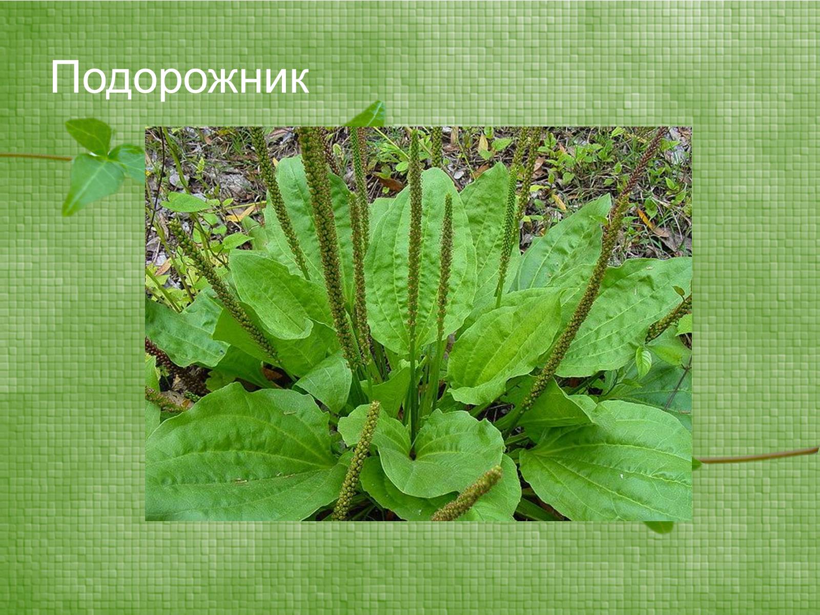 Презентація на тему «Класифікація рослин по відношенню до світла» - Слайд #4 Презентація на тему «Класифікація рослин по відношенню до світла» - Слайд #4