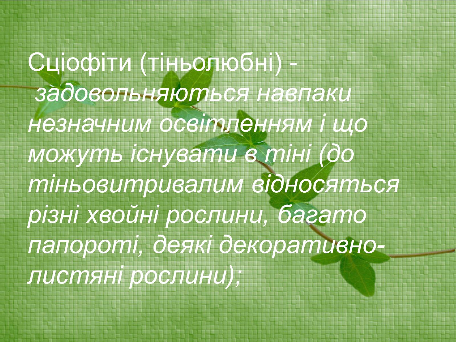 Презентація на тему «Класифікація рослин по відношенню до світла» - Слайд #8 Презентація на тему «Класифікація рослин по відношенню до світла» - Слайд #8