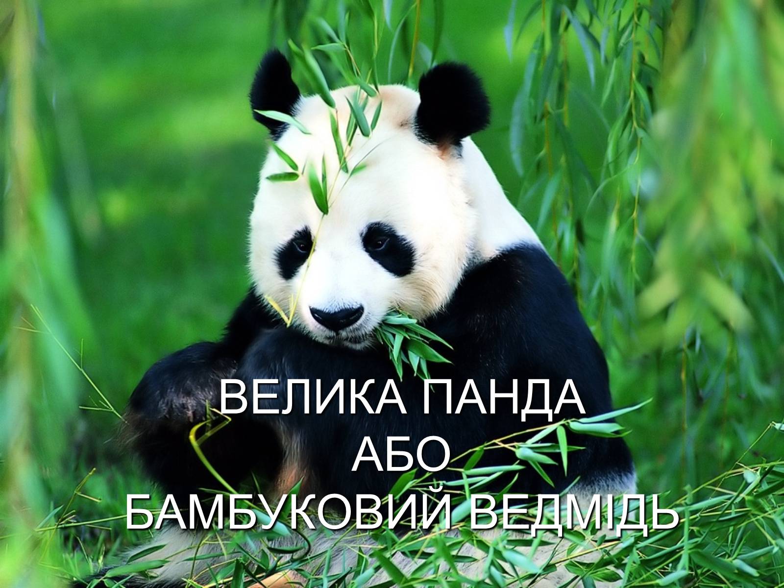 Презентація на тему «Велика панда» - Слайд #1 Презентація на тему «Велика панда» - Слайд #1