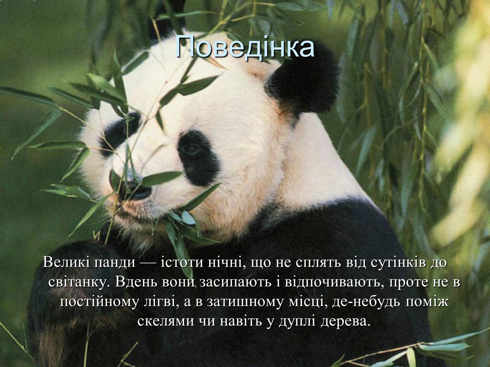 Презентація на тему «Велика панда» - Слайд #10 Презентація на тему «Велика панда» - Слайд #10