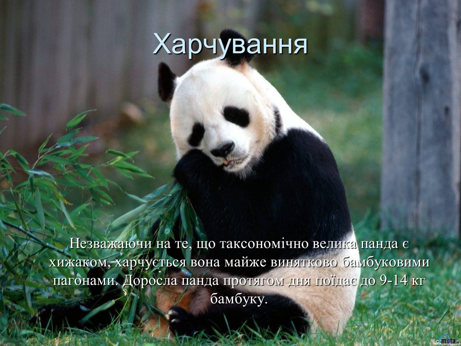 Презентація на тему «Велика панда» - Слайд #11 Презентація на тему «Велика панда» - Слайд #11