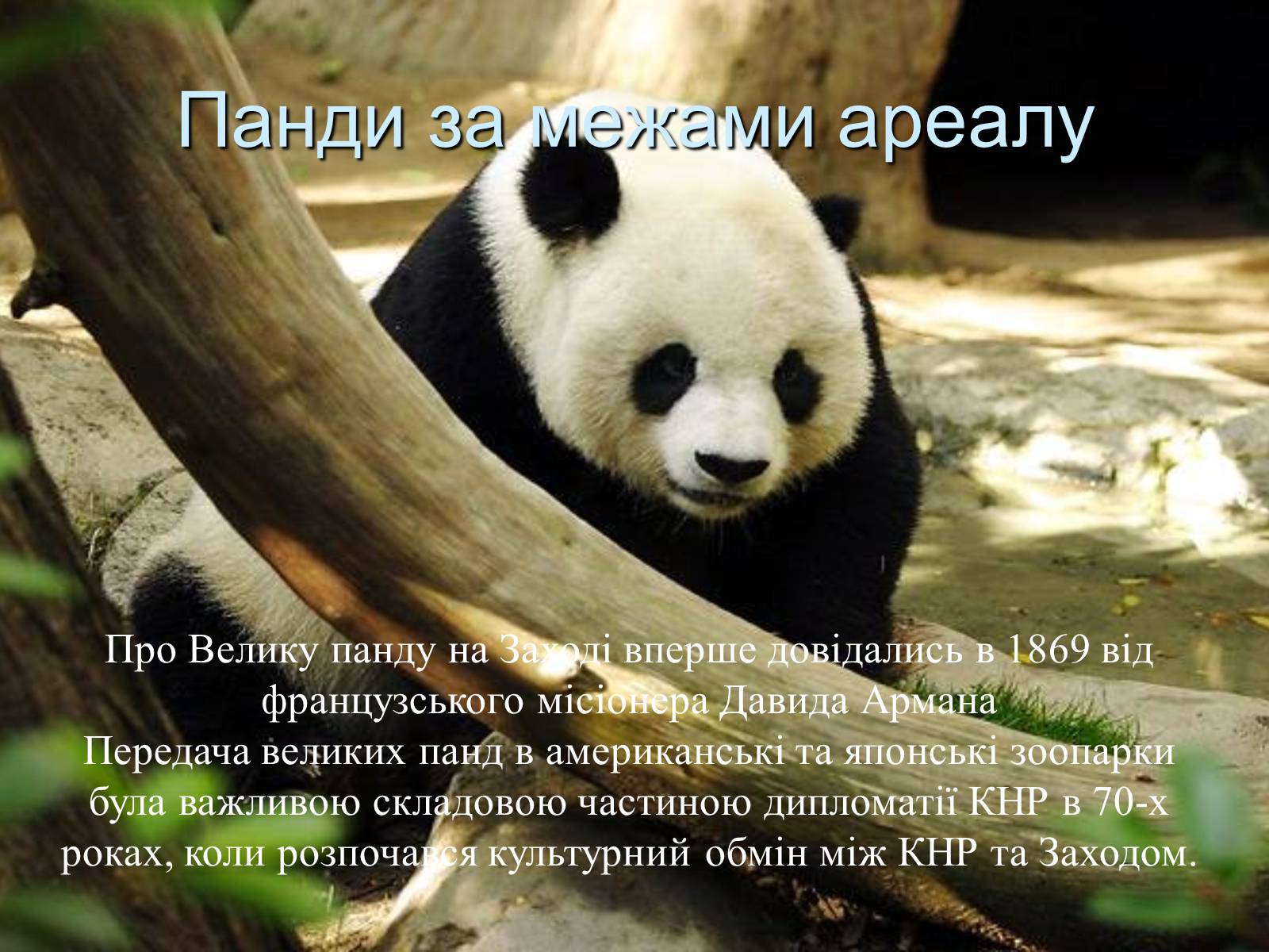 Презентація на тему «Велика панда» - Слайд #15 Презентація на тему «Велика панда» - Слайд #15