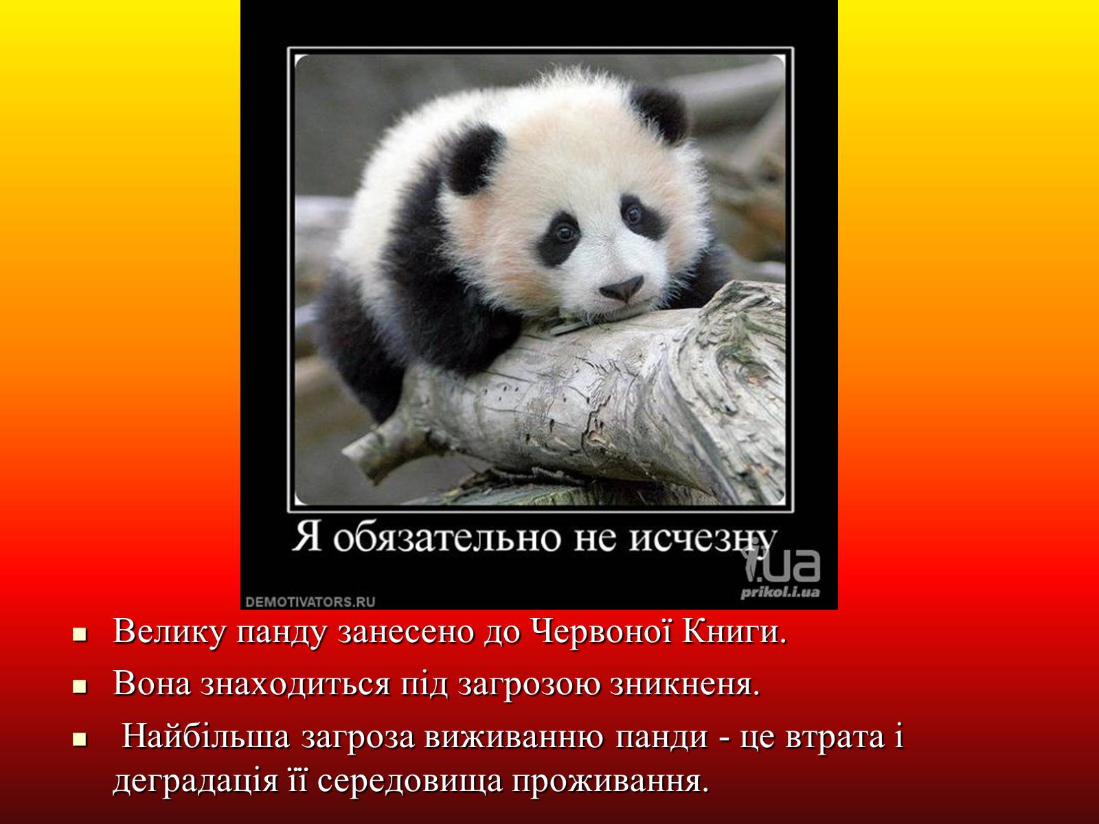 Презентація на тему «Велика панда» - Слайд #16 Презентація на тему «Велика панда» - Слайд #16