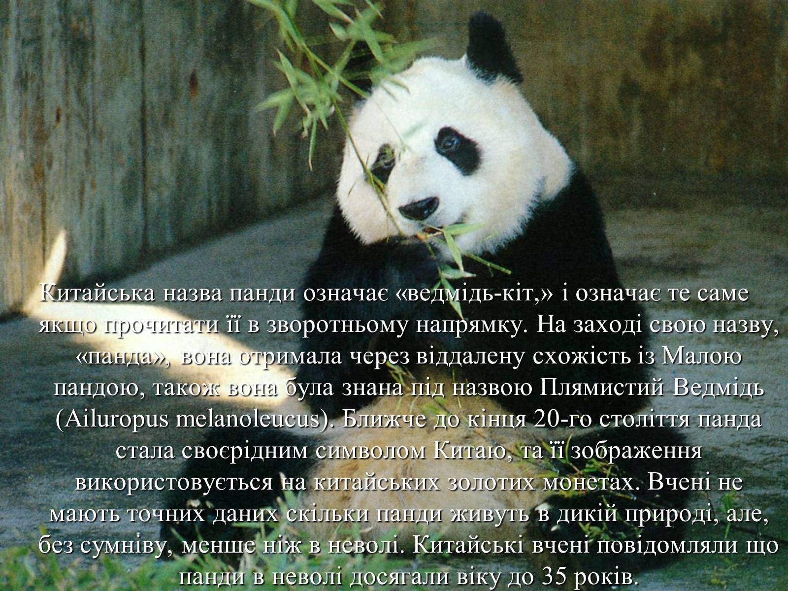 Презентація на тему «Велика панда» - Слайд #7 Презентація на тему «Велика панда» - Слайд #7