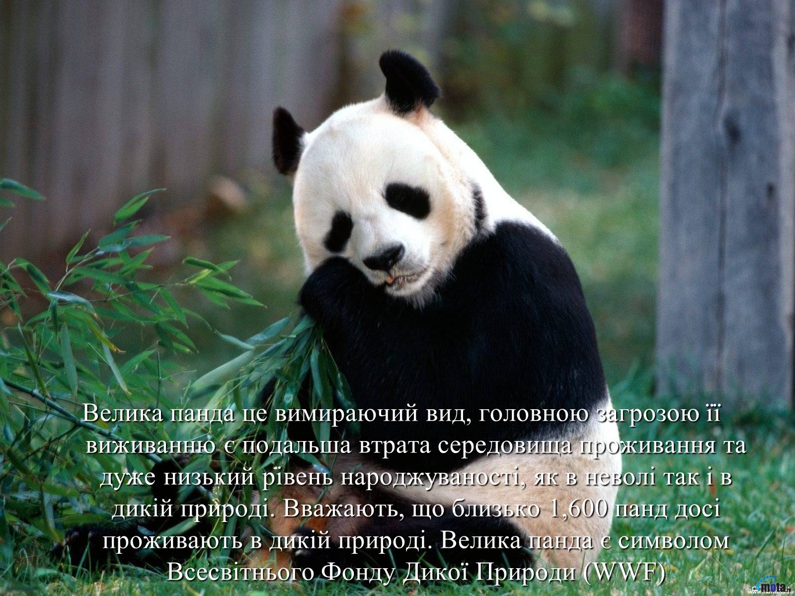 Презентація на тему «Велика панда» - Слайд #9 Презентація на тему «Велика панда» - Слайд #9