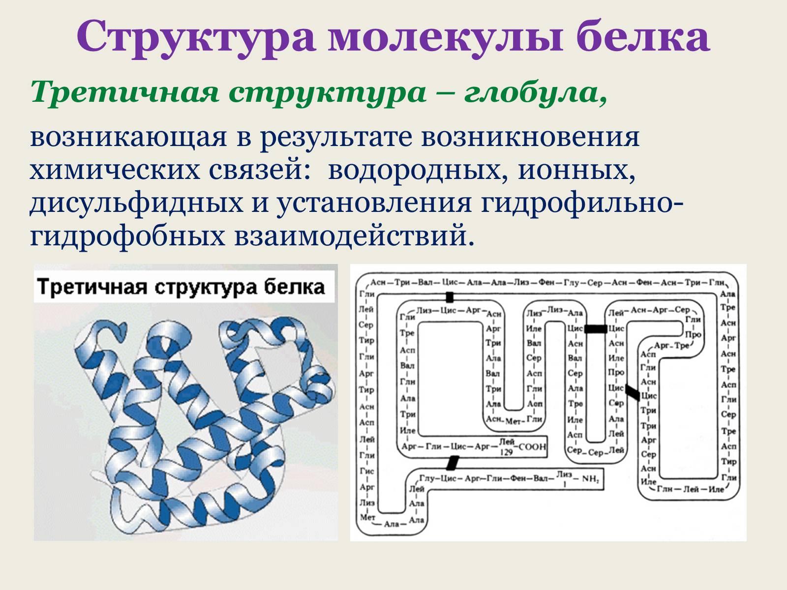 Презентація на тему «Белки: состав и строение» - Слайд #15 Презентація на тему «Белки: состав и строение» - Слайд #15