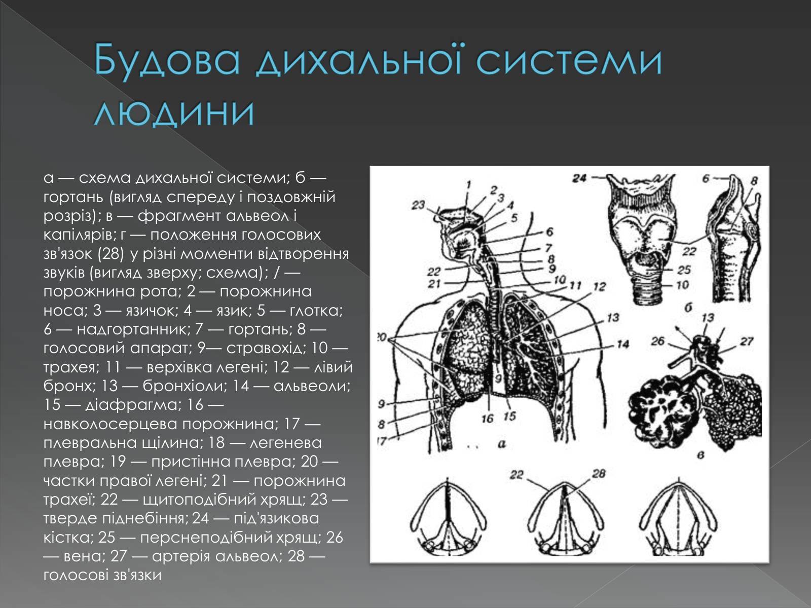 Презентація на тему «Види професійних захворювань органів дихання» - Слайд #4 Презентація на тему «Види професійних захворювань органів дихання» - Слайд #4