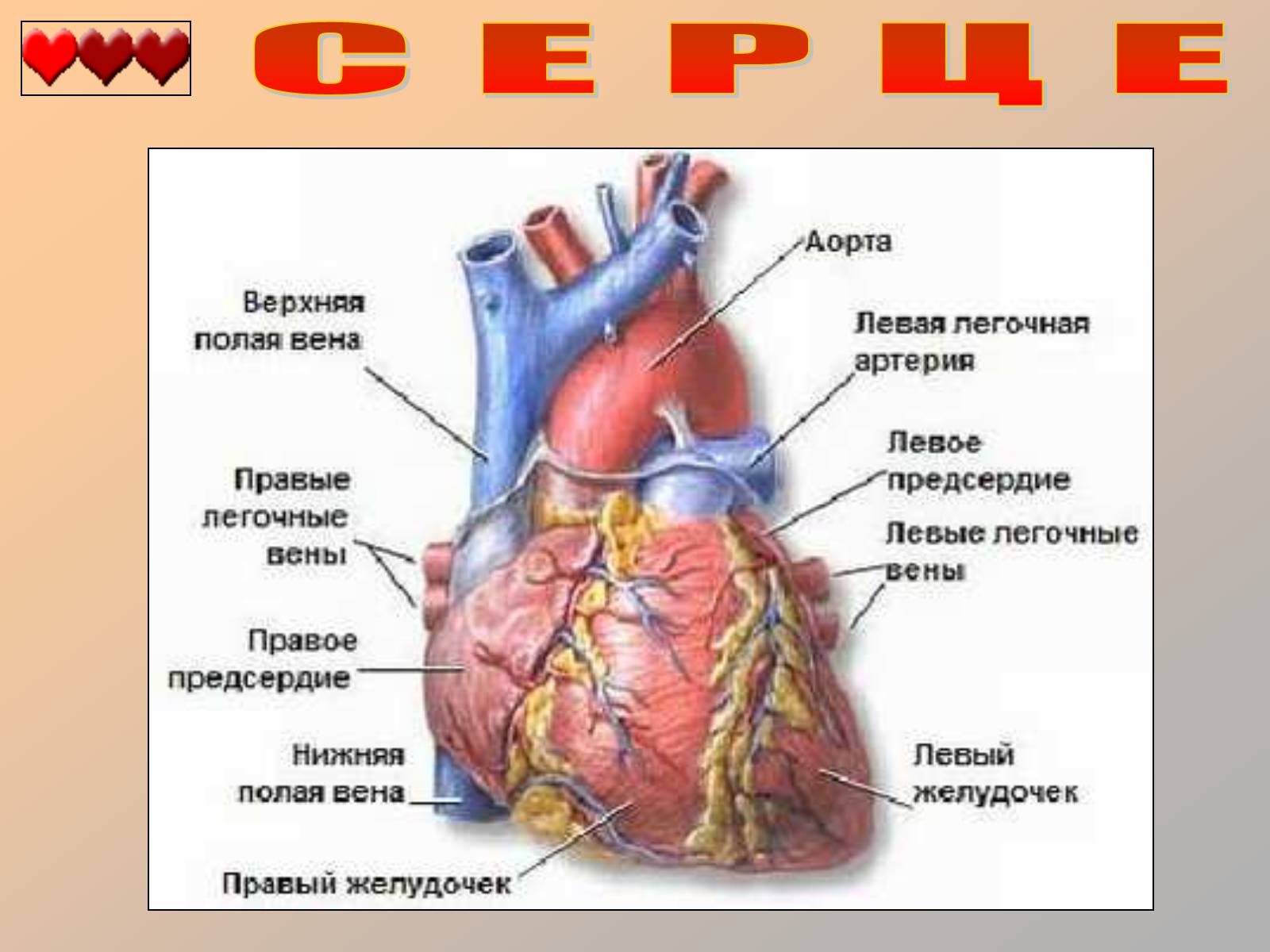 Презентація на тему «Серце людини» (варіант 1) - Слайд #10 Презентація на тему «Серце людини» (варіант 1) - Слайд #10