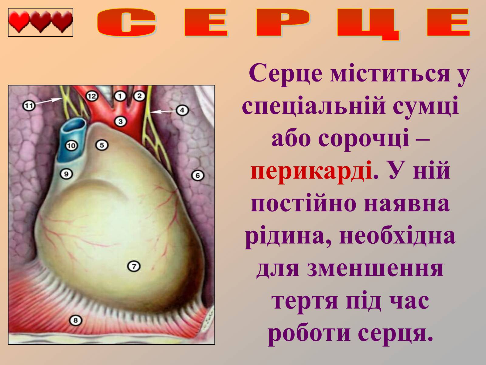 Презентація на тему «Серце людини» (варіант 1) - Слайд #12 Презентація на тему «Серце людини» (варіант 1) - Слайд #12