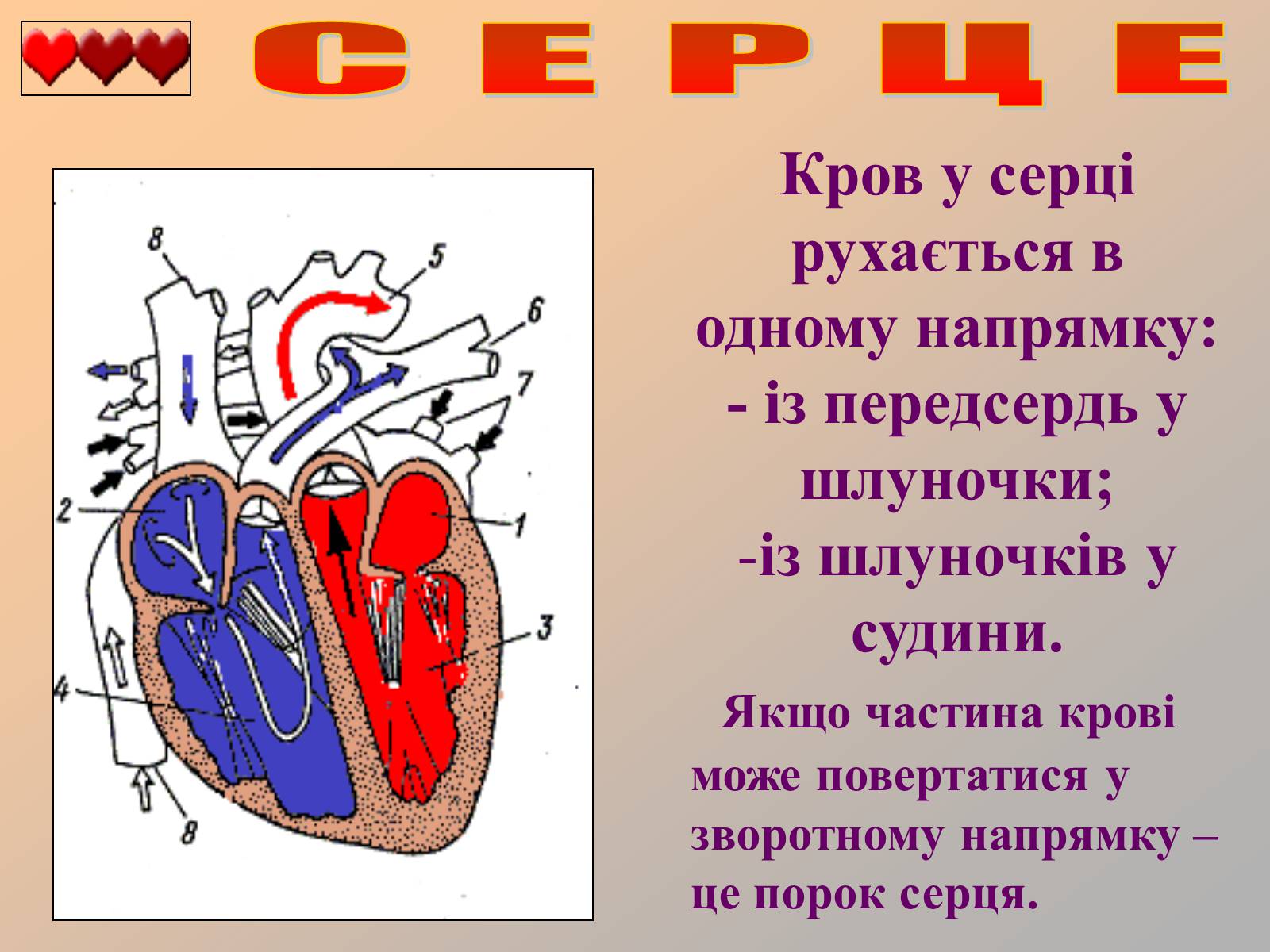 Презентація на тему «Серце людини» (варіант 1) - Слайд #14 Презентація на тему «Серце людини» (варіант 1) - Слайд #14