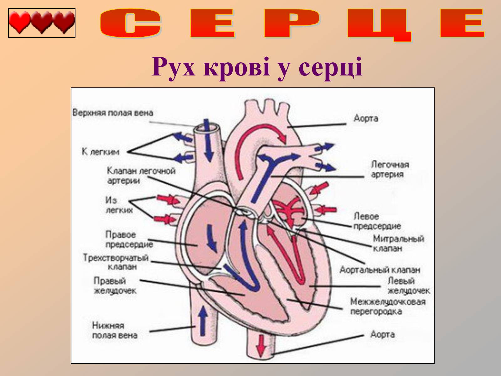 Презентація на тему «Серце людини» (варіант 1) - Слайд #15 Презентація на тему «Серце людини» (варіант 1) - Слайд #15