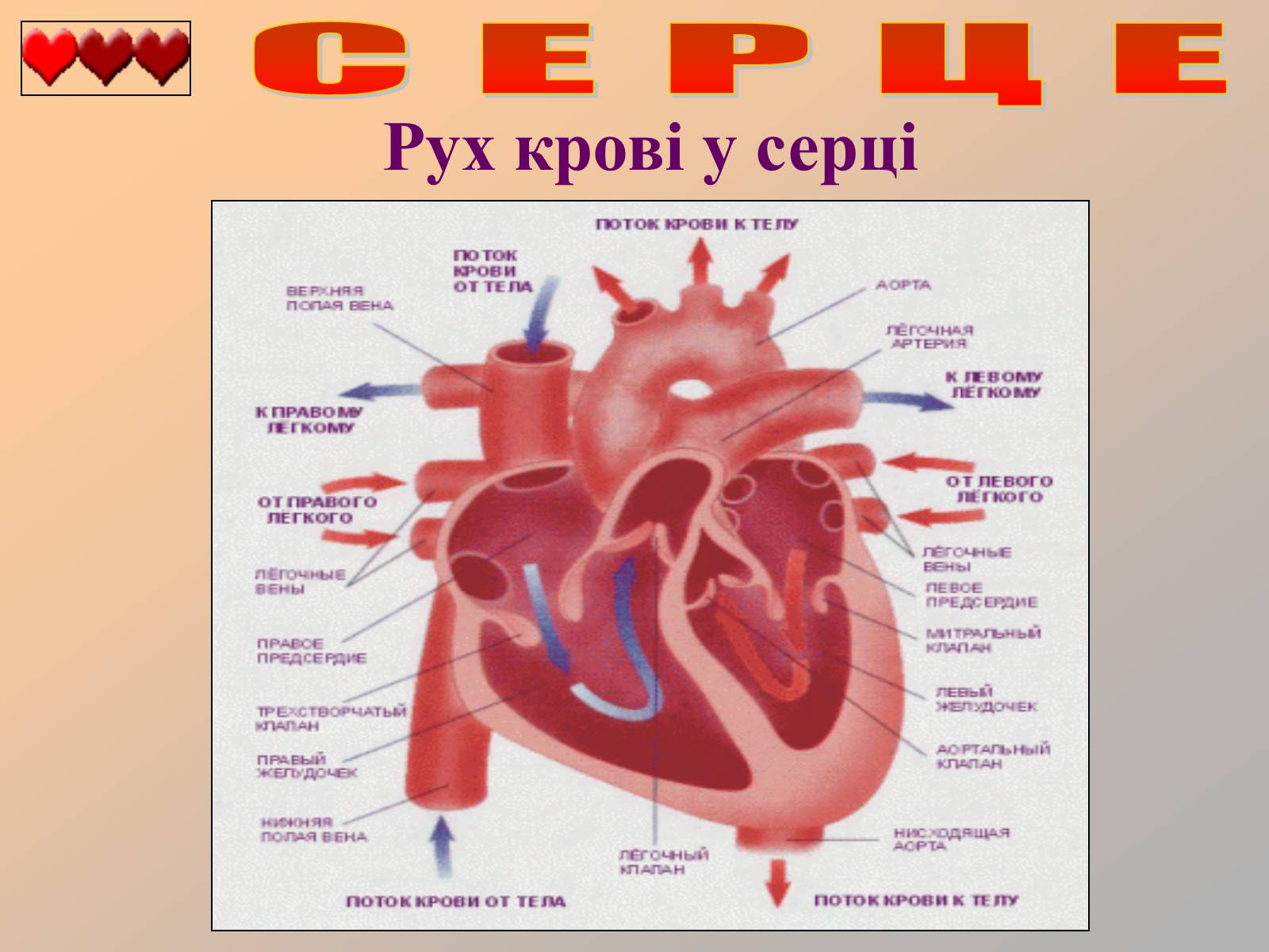 Презентація на тему «Серце людини» (варіант 1) - Слайд #16 Презентація на тему «Серце людини» (варіант 1) - Слайд #16