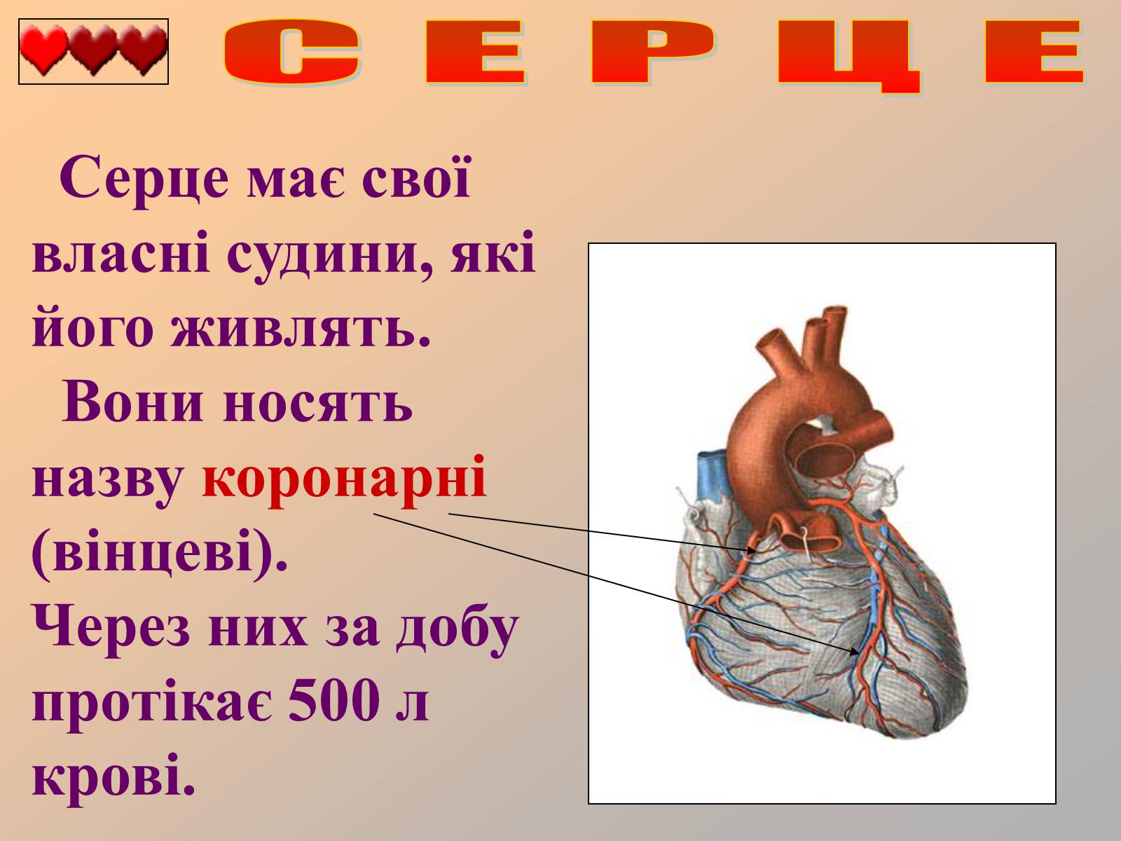 Презентація на тему «Серце людини» (варіант 1) - Слайд #18 Презентація на тему «Серце людини» (варіант 1) - Слайд #18