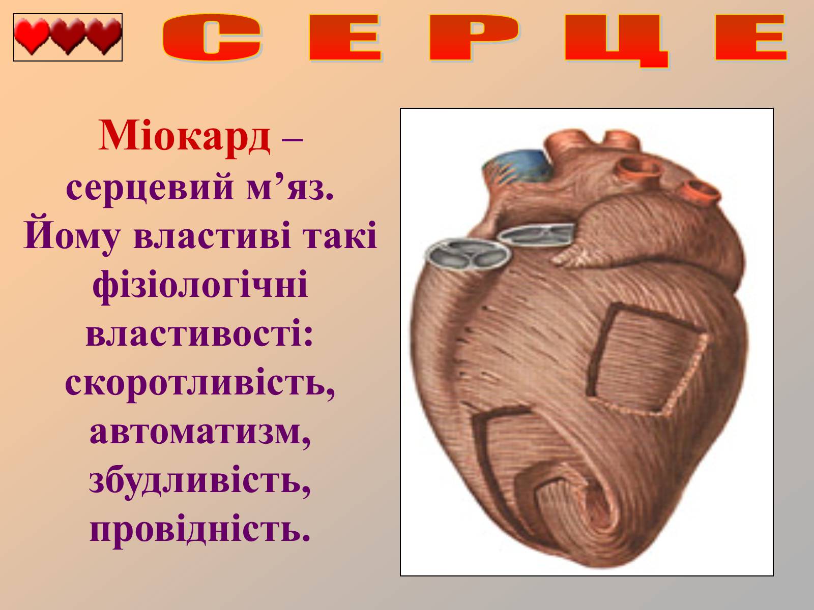 Презентація на тему «Серце людини» (варіант 1) - Слайд #19 Презентація на тему «Серце людини» (варіант 1) - Слайд #19