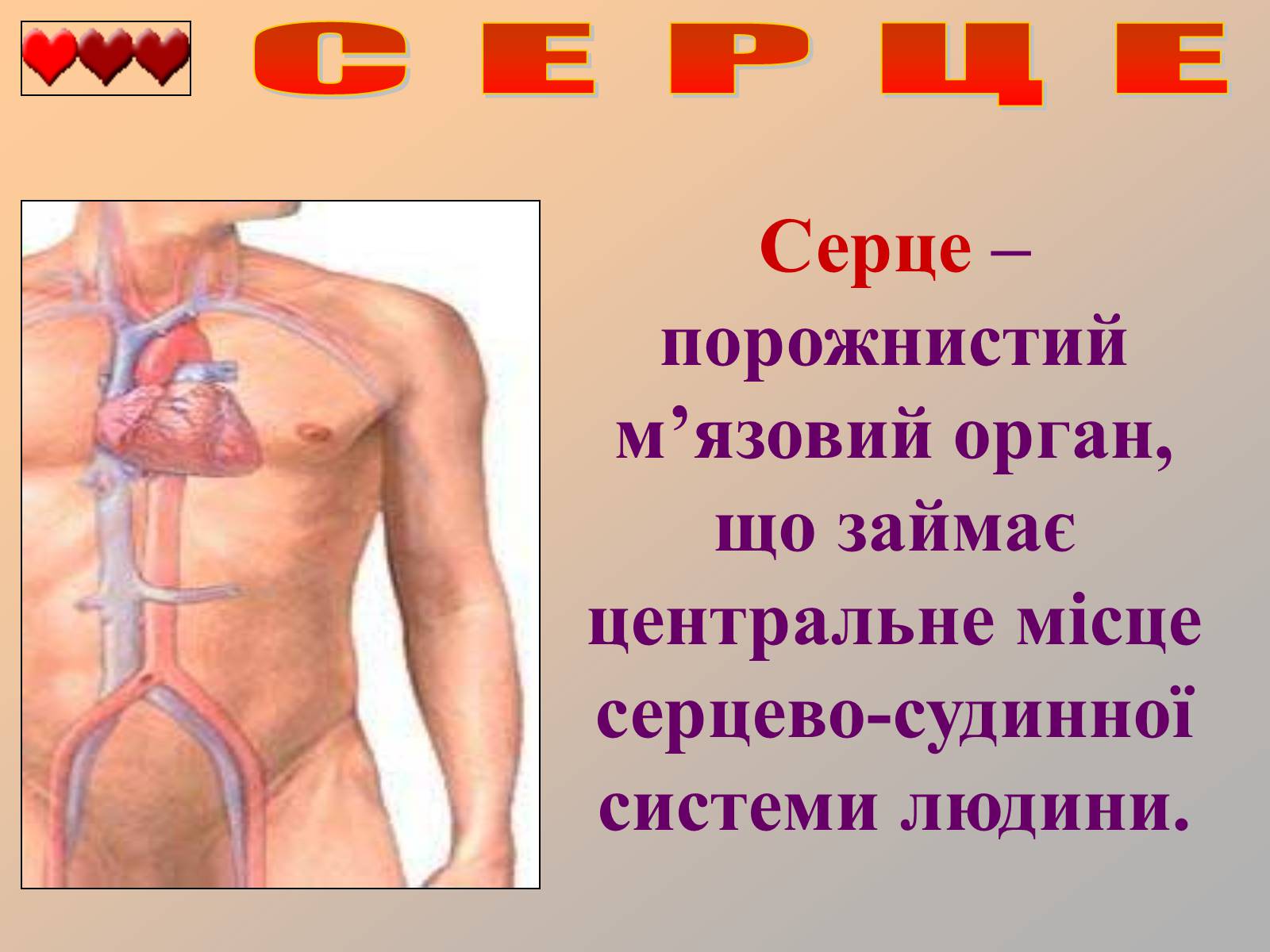 Презентація на тему «Серце людини» (варіант 1) - Слайд #2 Презентація на тему «Серце людини» (варіант 1) - Слайд #2