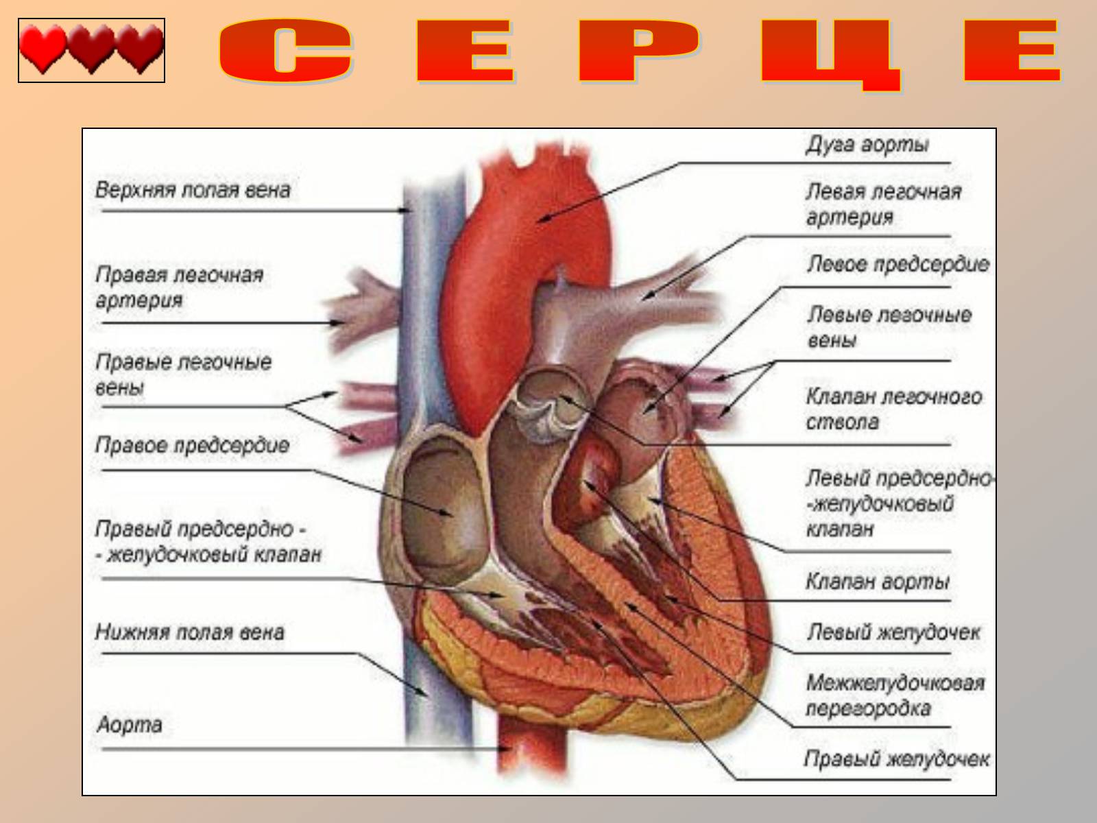 Презентація на тему «Серце людини» (варіант 1) - Слайд #22 Презентація на тему «Серце людини» (варіант 1) - Слайд #22