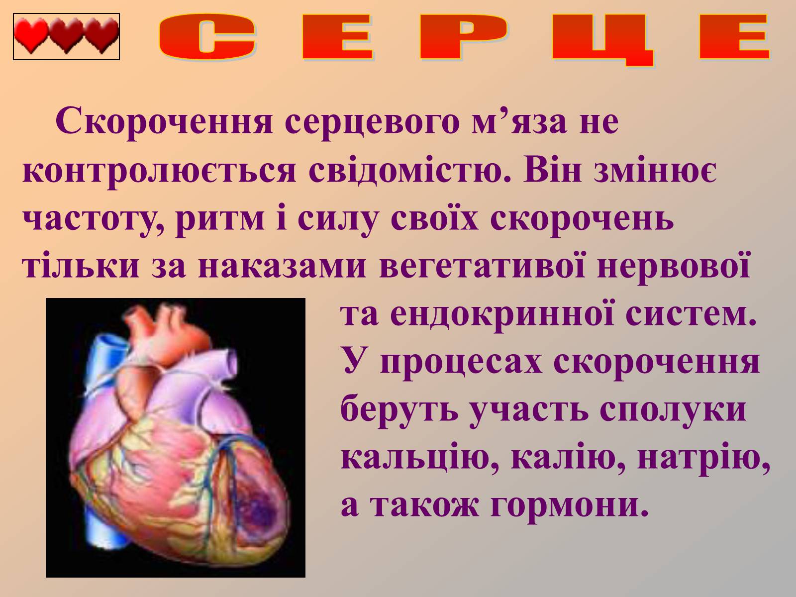 Презентація на тему «Серце людини» (варіант 1) - Слайд #23 Презентація на тему «Серце людини» (варіант 1) - Слайд #23