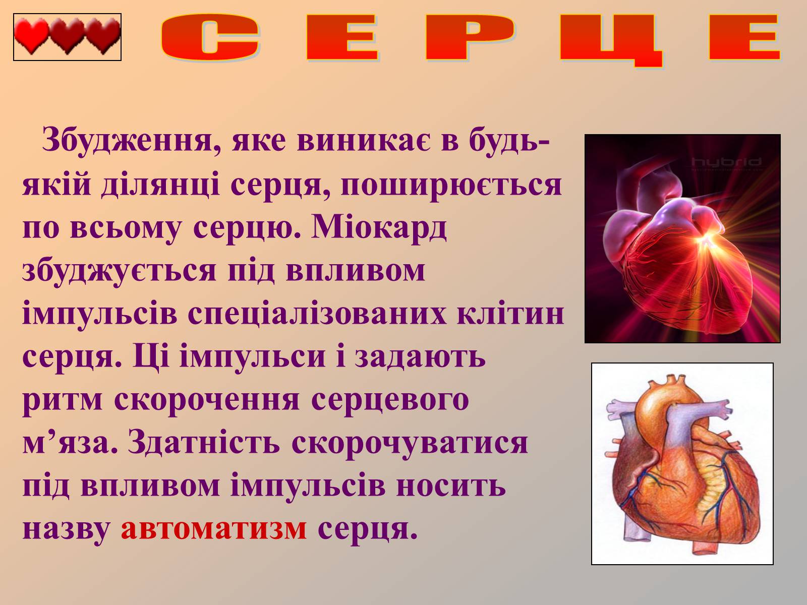 Презентація на тему «Серце людини» (варіант 1) - Слайд #24 Презентація на тему «Серце людини» (варіант 1) - Слайд #24