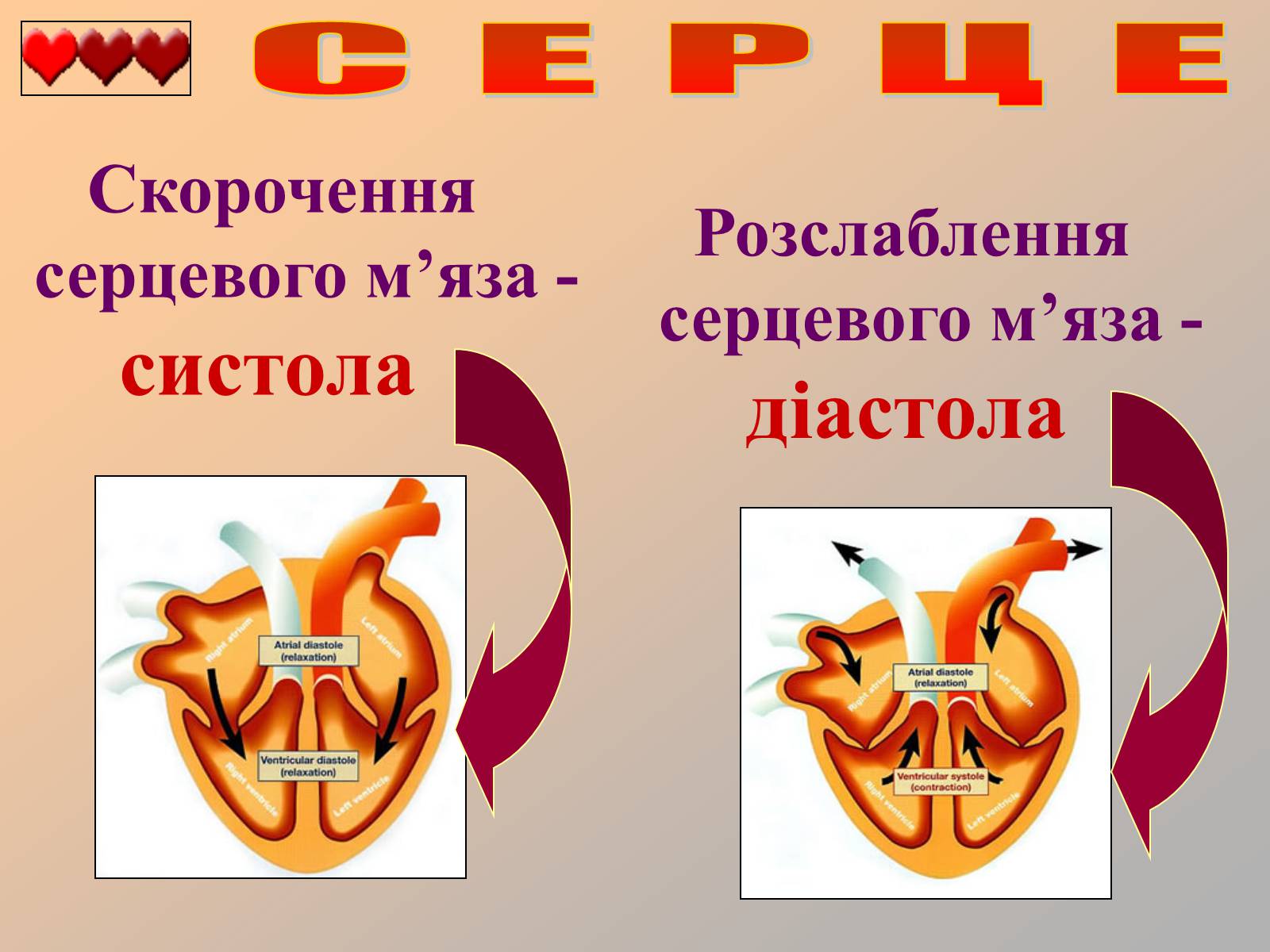 Презентація на тему «Серце людини» (варіант 1) - Слайд #26 Презентація на тему «Серце людини» (варіант 1) - Слайд #26