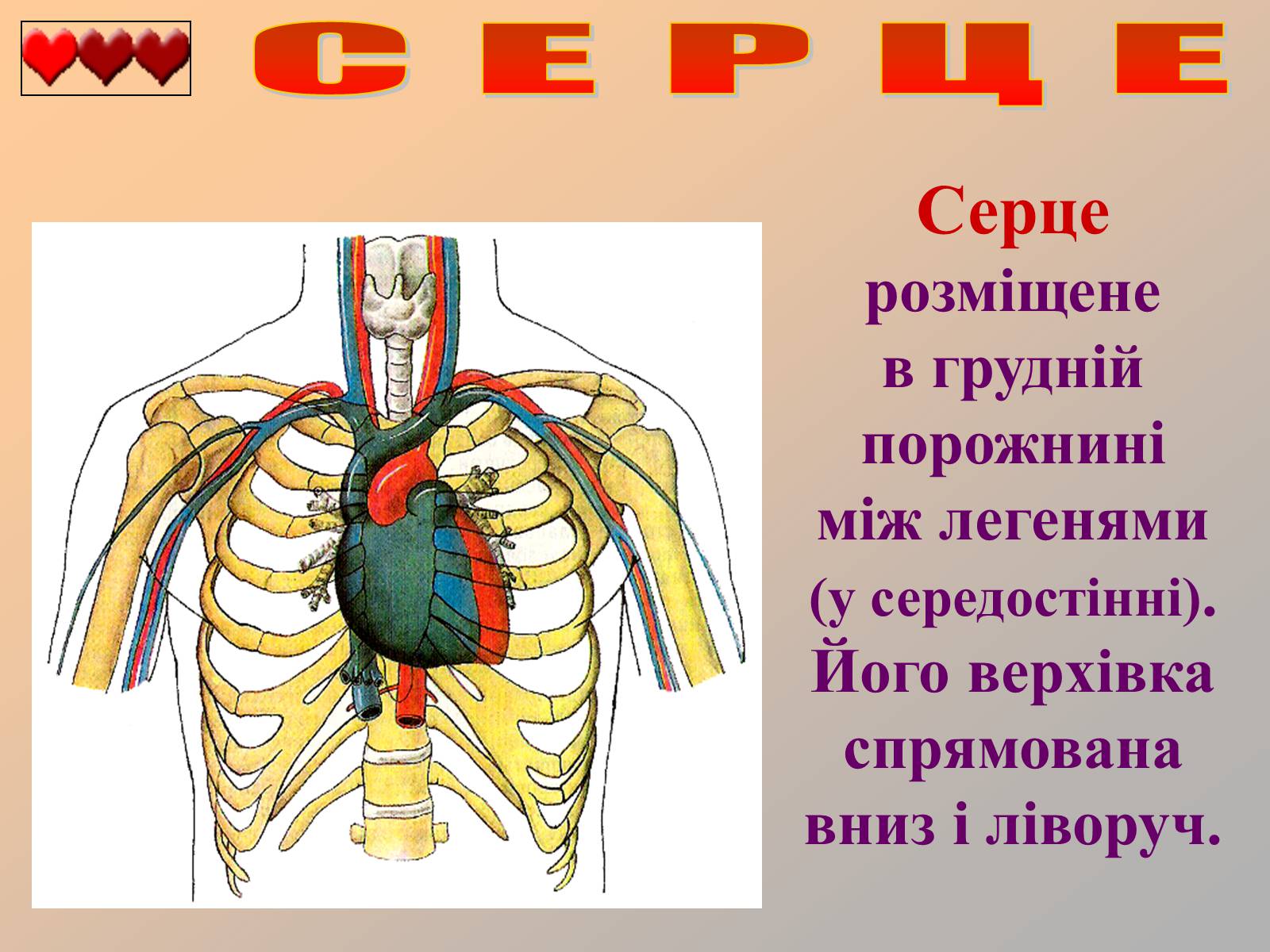 Презентація на тему «Серце людини» (варіант 1) - Слайд #3 Презентація на тему «Серце людини» (варіант 1) - Слайд #3