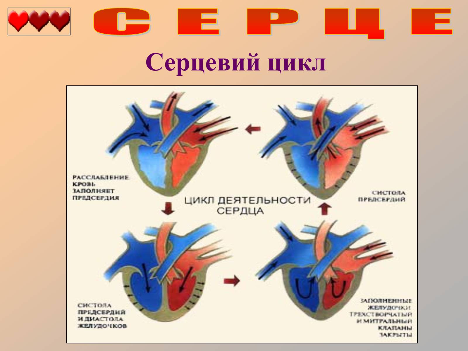 Презентація на тему «Серце людини» (варіант 1) - Слайд #30 Презентація на тему «Серце людини» (варіант 1) - Слайд #30