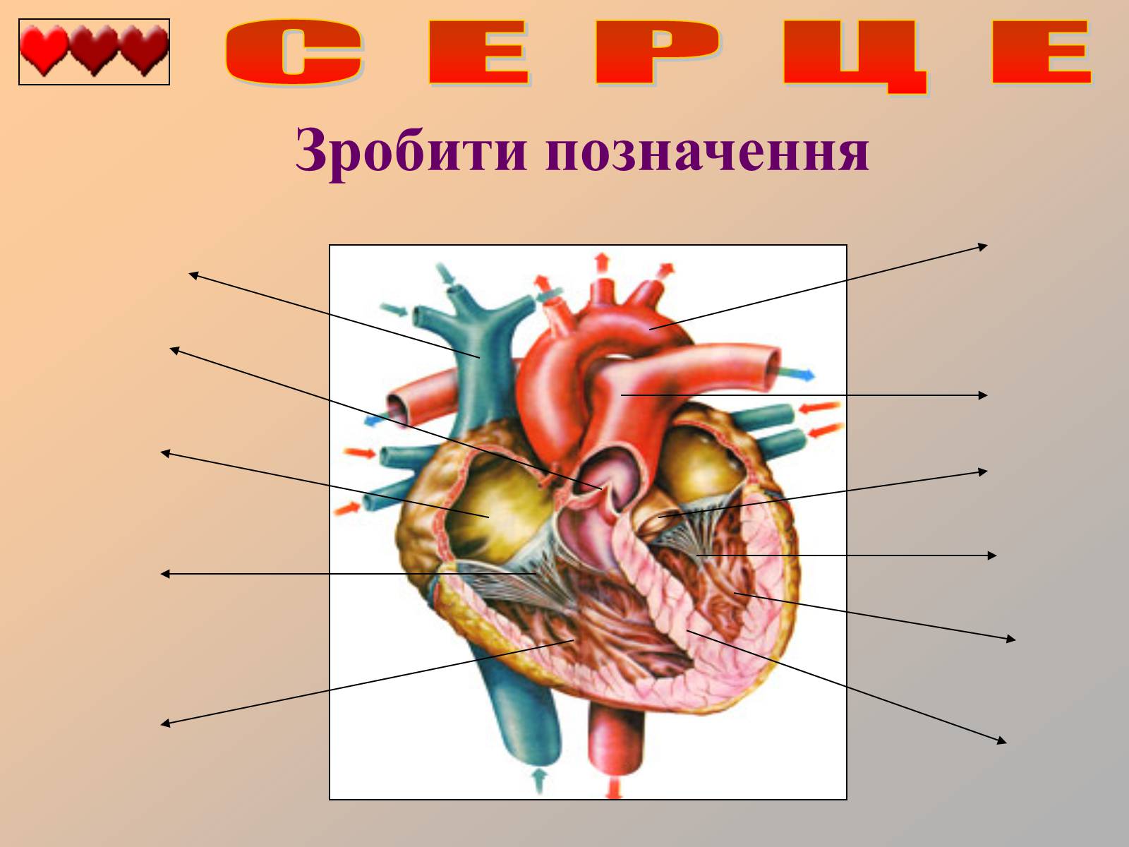 Презентація на тему «Серце людини» (варіант 1) - Слайд #35 Презентація на тему «Серце людини» (варіант 1) - Слайд #35
