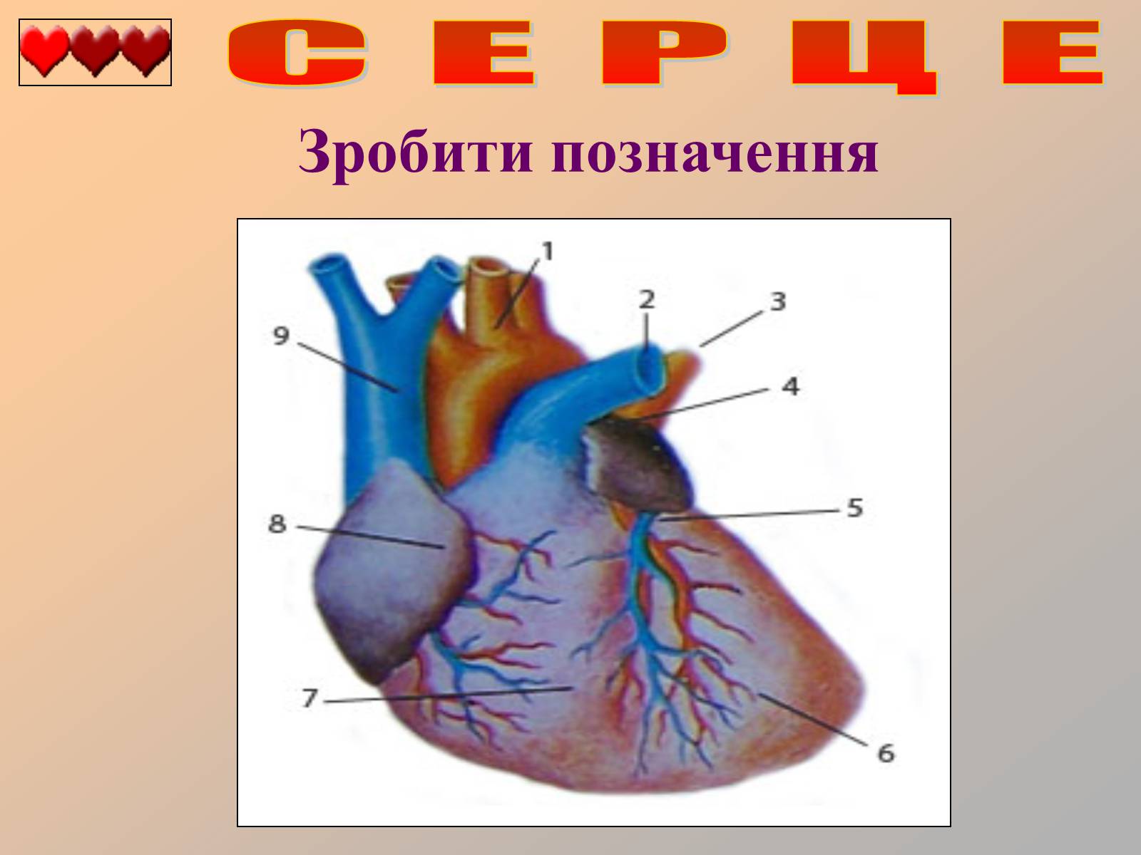 Презентація на тему «Серце людини» (варіант 1) - Слайд #36 Презентація на тему «Серце людини» (варіант 1) - Слайд #36