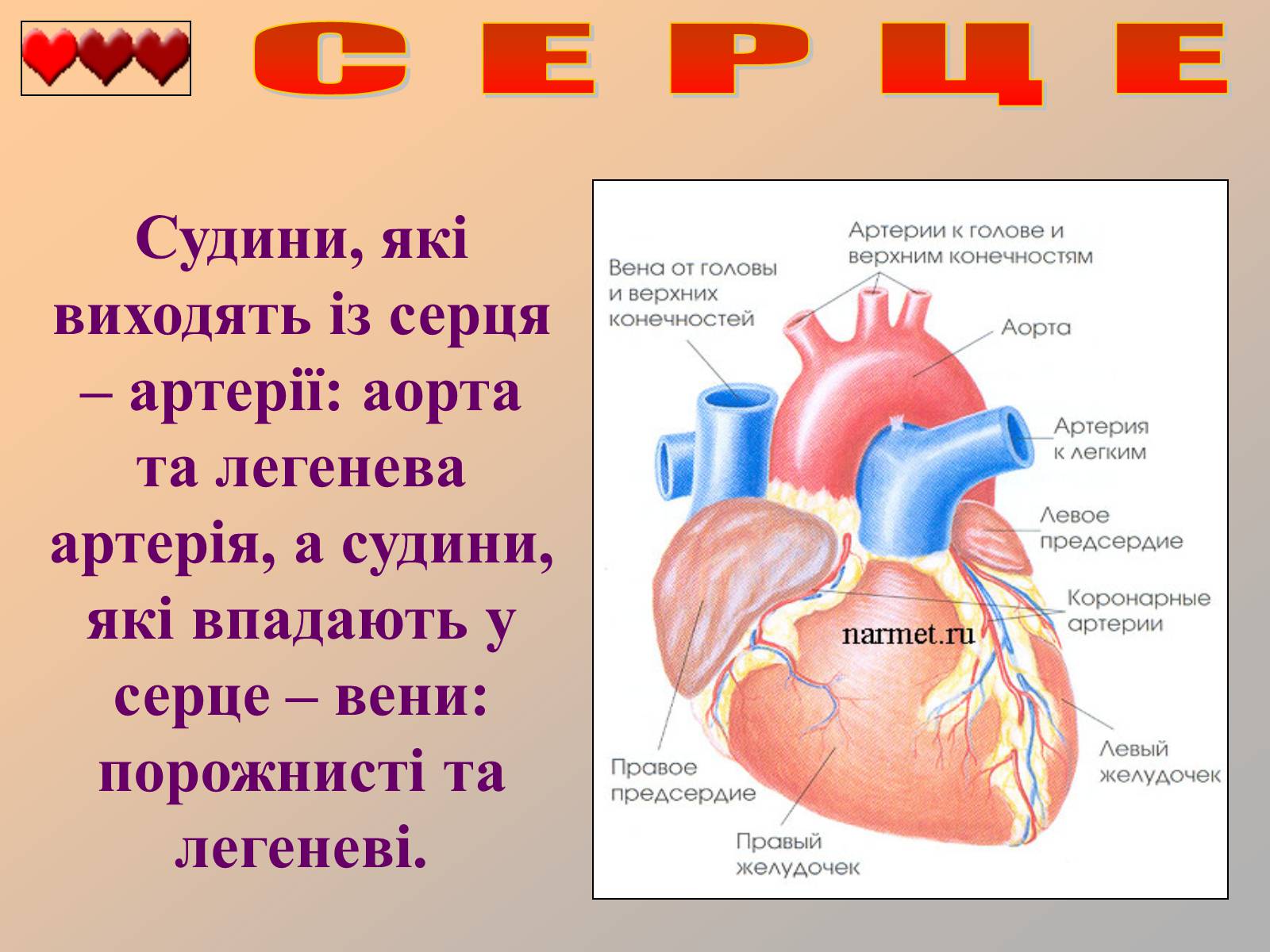 Презентація на тему «Серце людини» (варіант 1) - Слайд #5 Презентація на тему «Серце людини» (варіант 1) - Слайд #5
