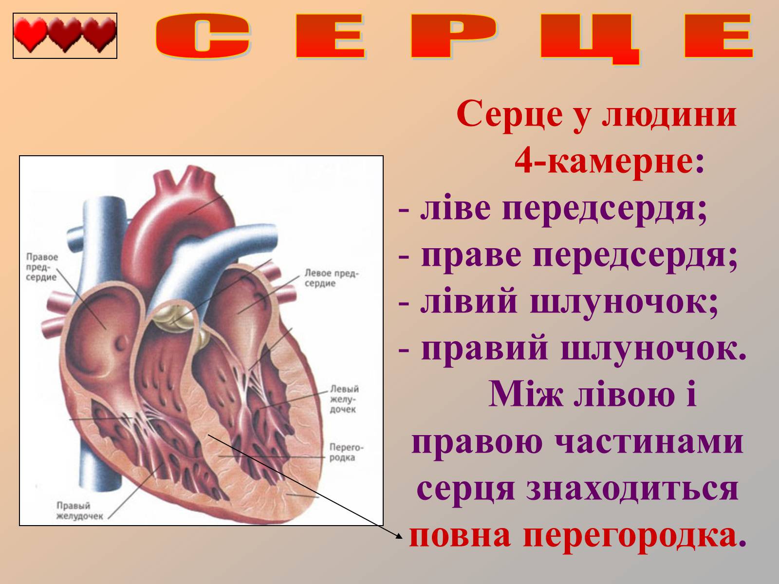 Презентація на тему «Серце людини» (варіант 1) - Слайд #6 Презентація на тему «Серце людини» (варіант 1) - Слайд #6