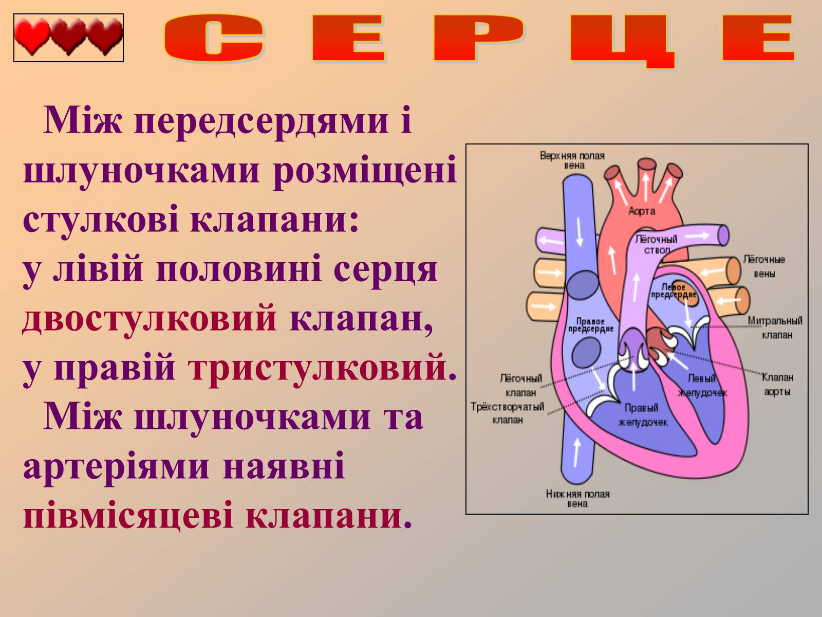 Презентація на тему «Серце людини» (варіант 1) - Слайд #7 Презентація на тему «Серце людини» (варіант 1) - Слайд #7