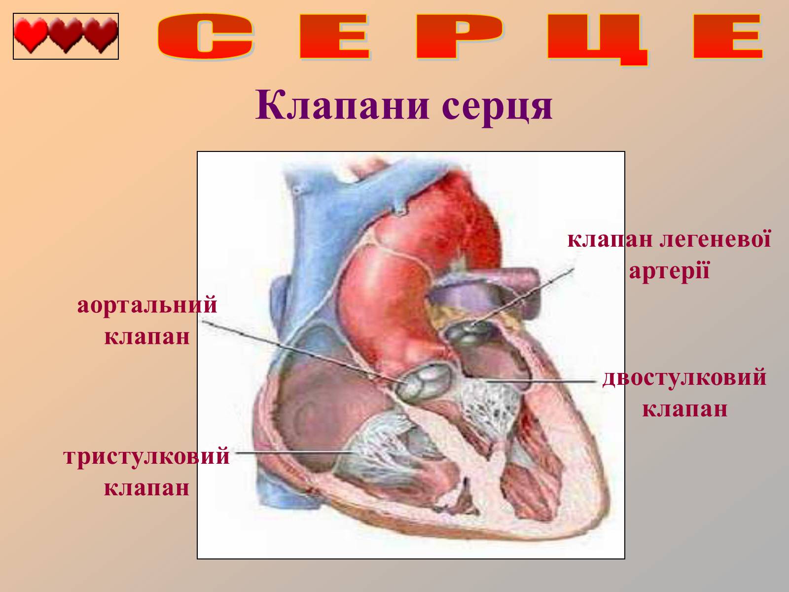 Презентація на тему «Серце людини» (варіант 1) - Слайд #8 Презентація на тему «Серце людини» (варіант 1) - Слайд #8