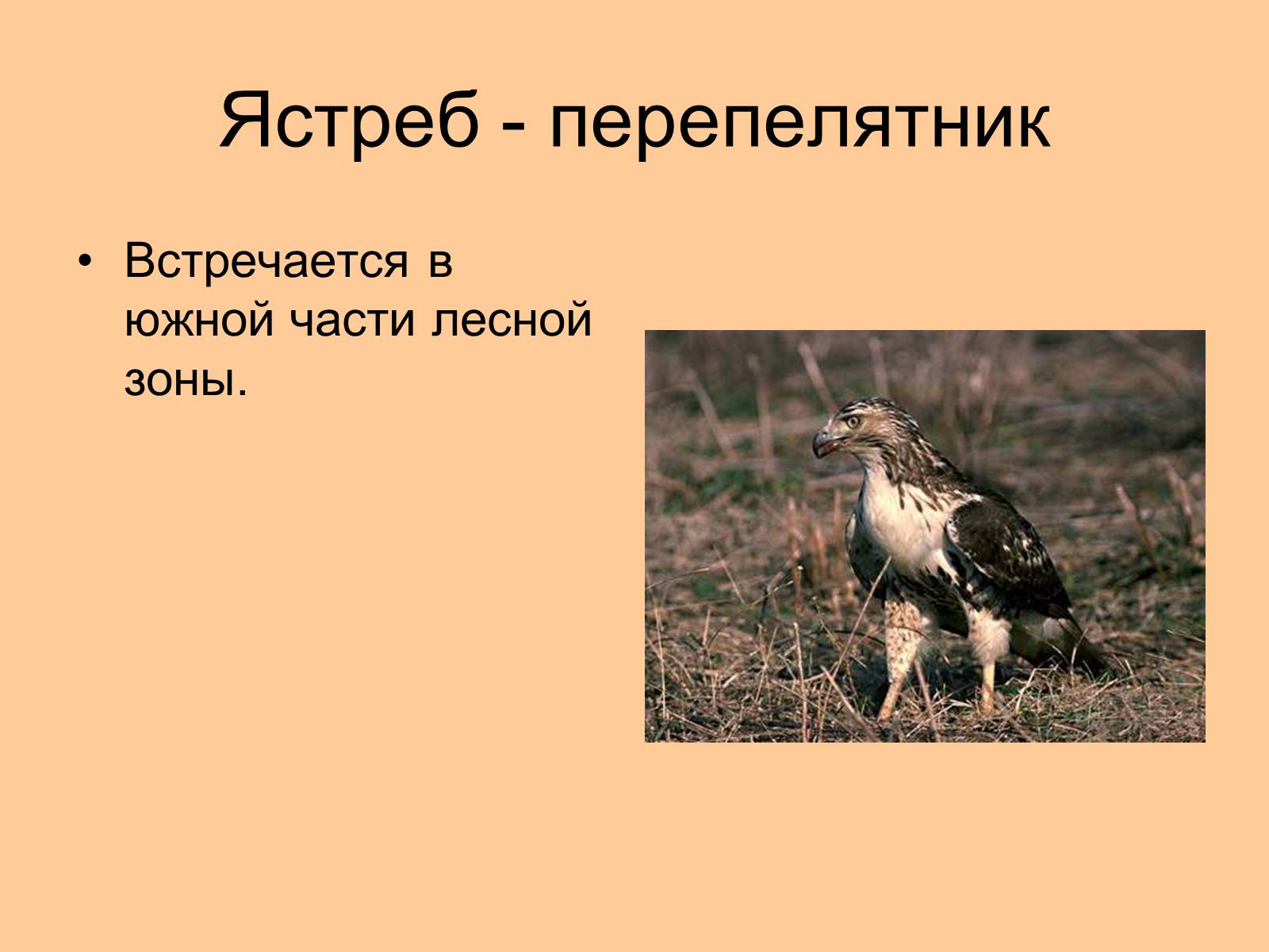 Презентація на тему «Отряд Хищные птицы» - Слайд #12 Презентація на тему «Отряд Хищные птицы» - Слайд #12
