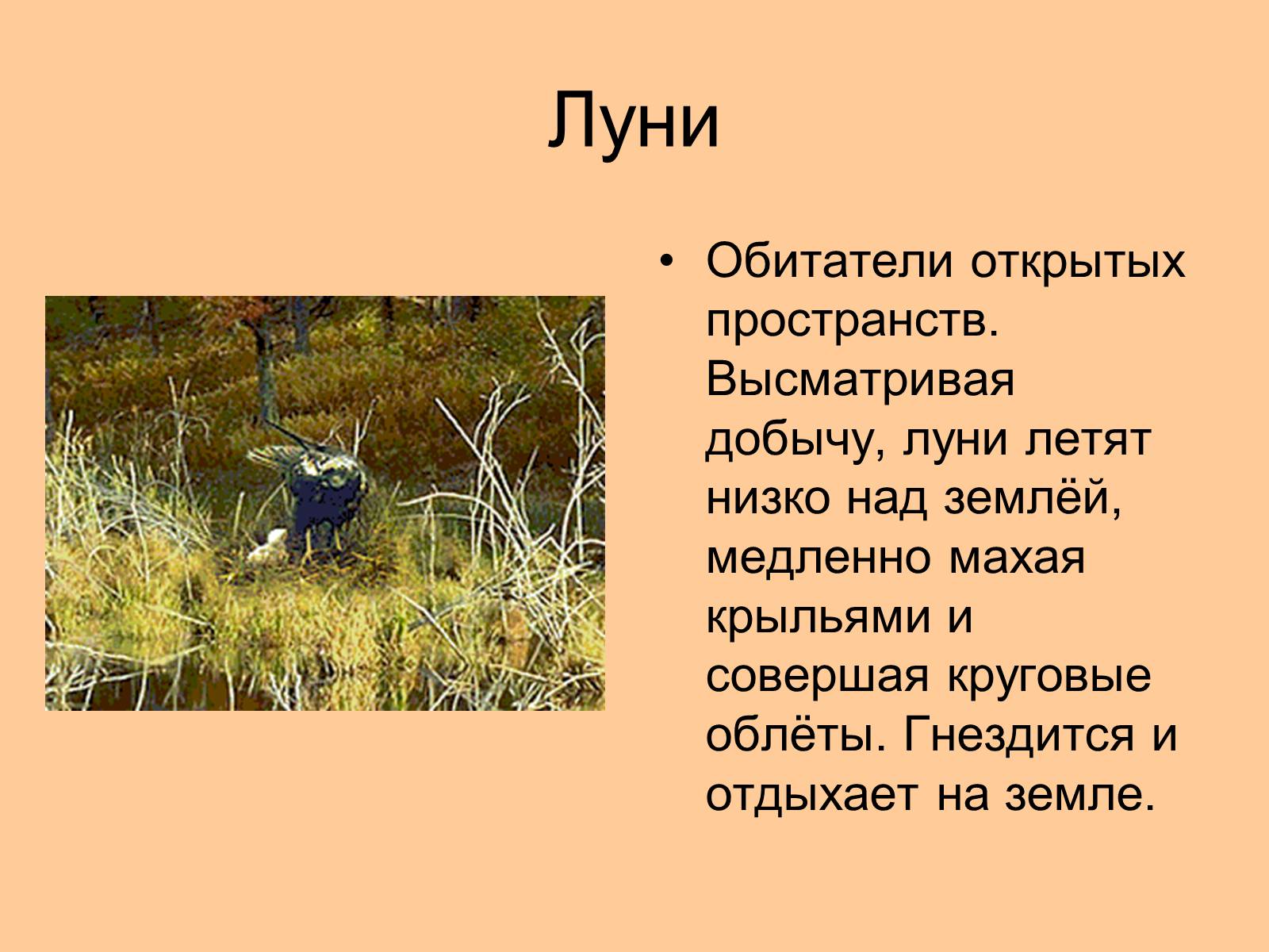 Презентація на тему «Отряд Хищные птицы» - Слайд #13 Презентація на тему «Отряд Хищные птицы» - Слайд #13