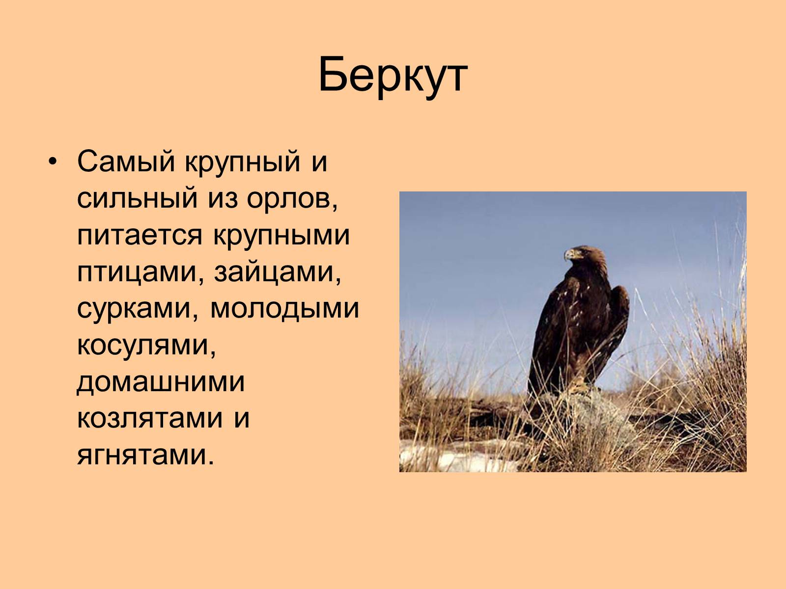 Презентація на тему «Отряд Хищные птицы» - Слайд #15 Презентація на тему «Отряд Хищные птицы» - Слайд #15
