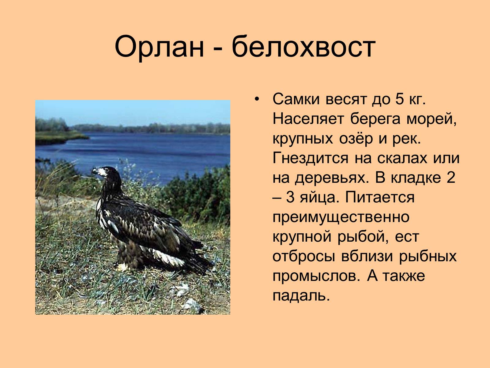 Презентація на тему «Отряд Хищные птицы» - Слайд #17 Презентація на тему «Отряд Хищные птицы» - Слайд #17