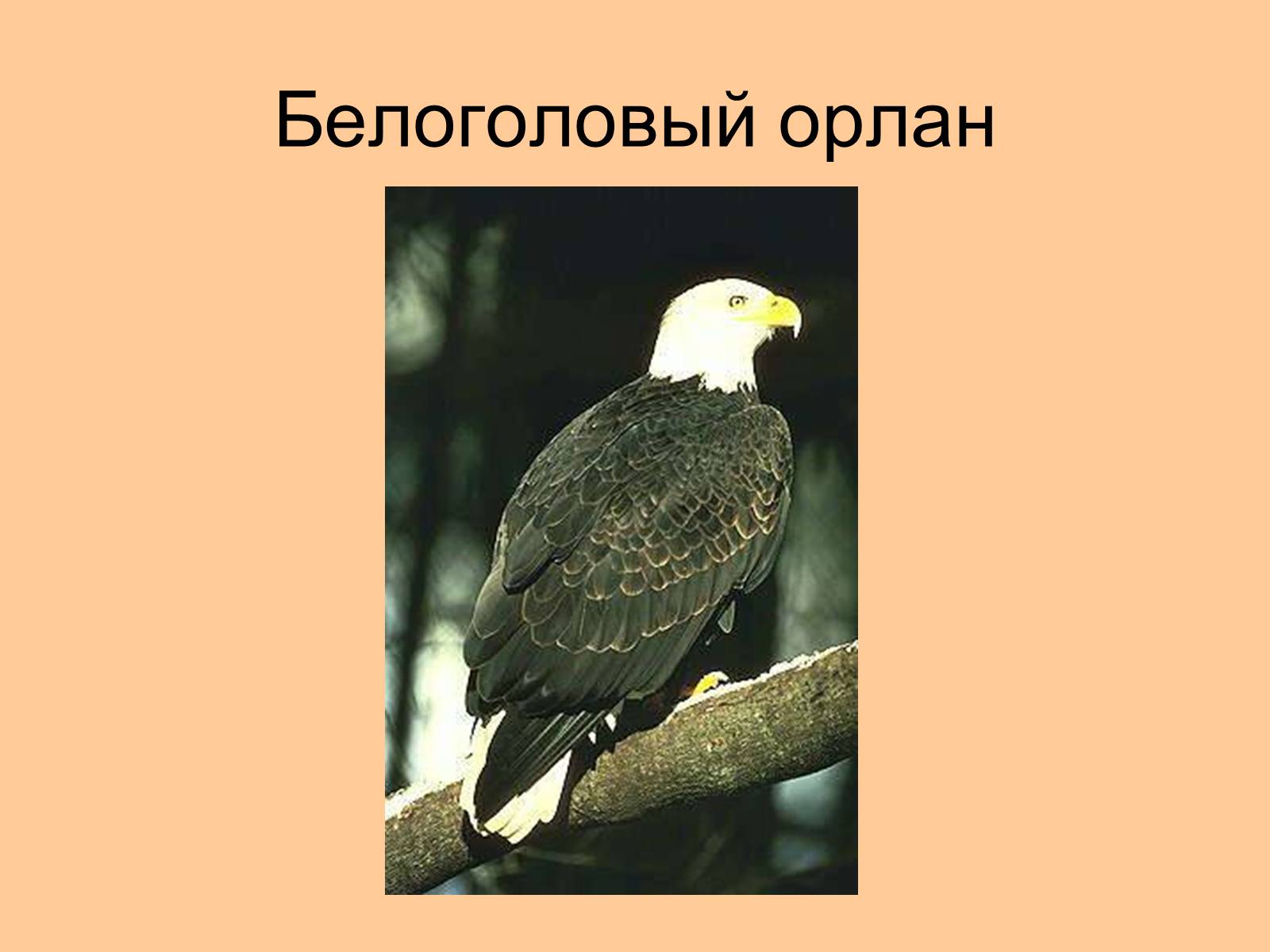 Презентація на тему «Отряд Хищные птицы» - Слайд #18 Презентація на тему «Отряд Хищные птицы» - Слайд #18