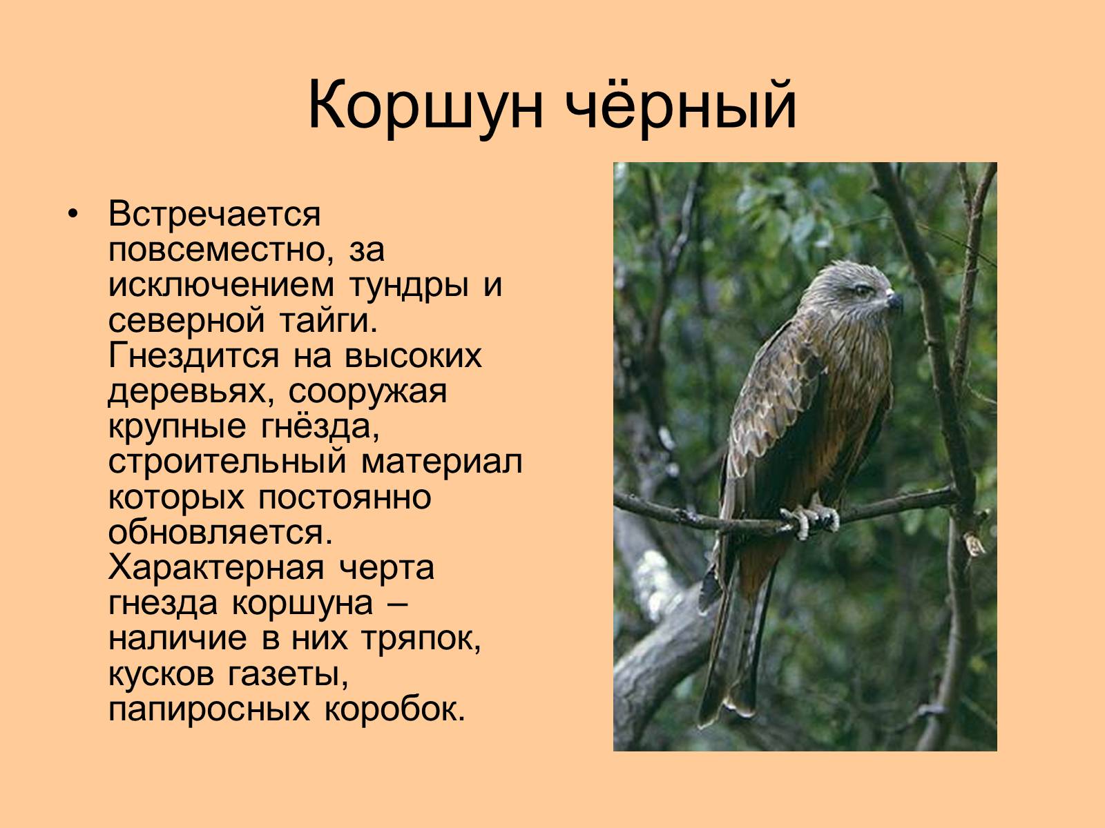 Презентація на тему «Отряд Хищные птицы» - Слайд #19 Презентація на тему «Отряд Хищные птицы» - Слайд #19