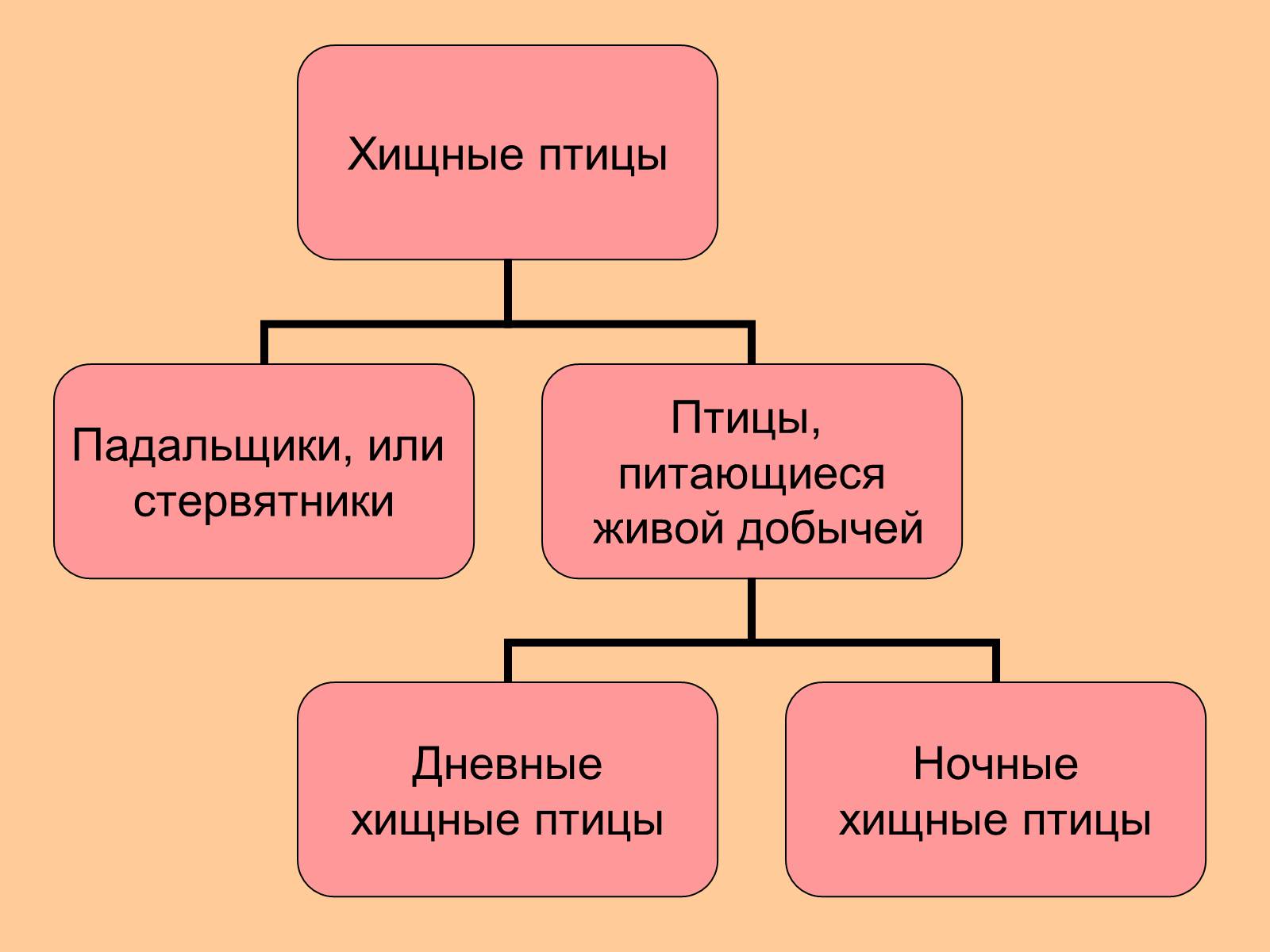 Презентація на тему «Отряд Хищные птицы» - Слайд #2 Презентація на тему «Отряд Хищные птицы» - Слайд #2
