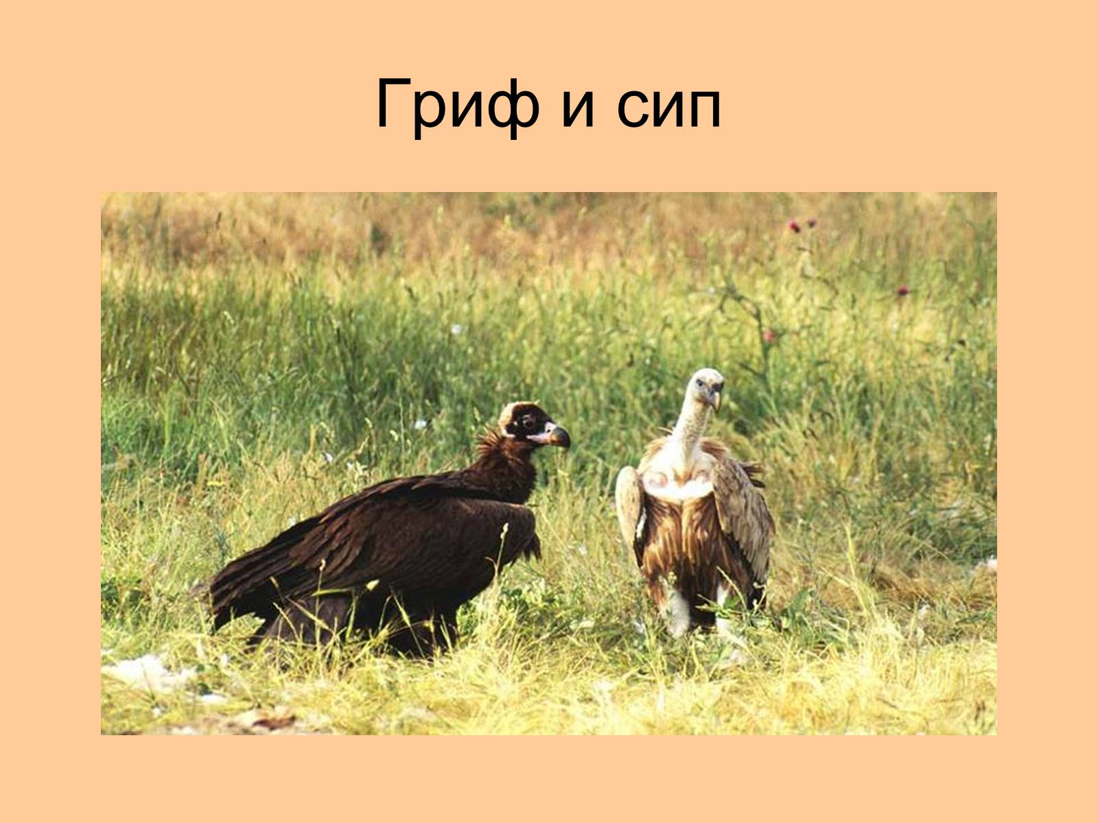 Презентація на тему «Отряд Хищные птицы» - Слайд #23 Презентація на тему «Отряд Хищные птицы» - Слайд #23