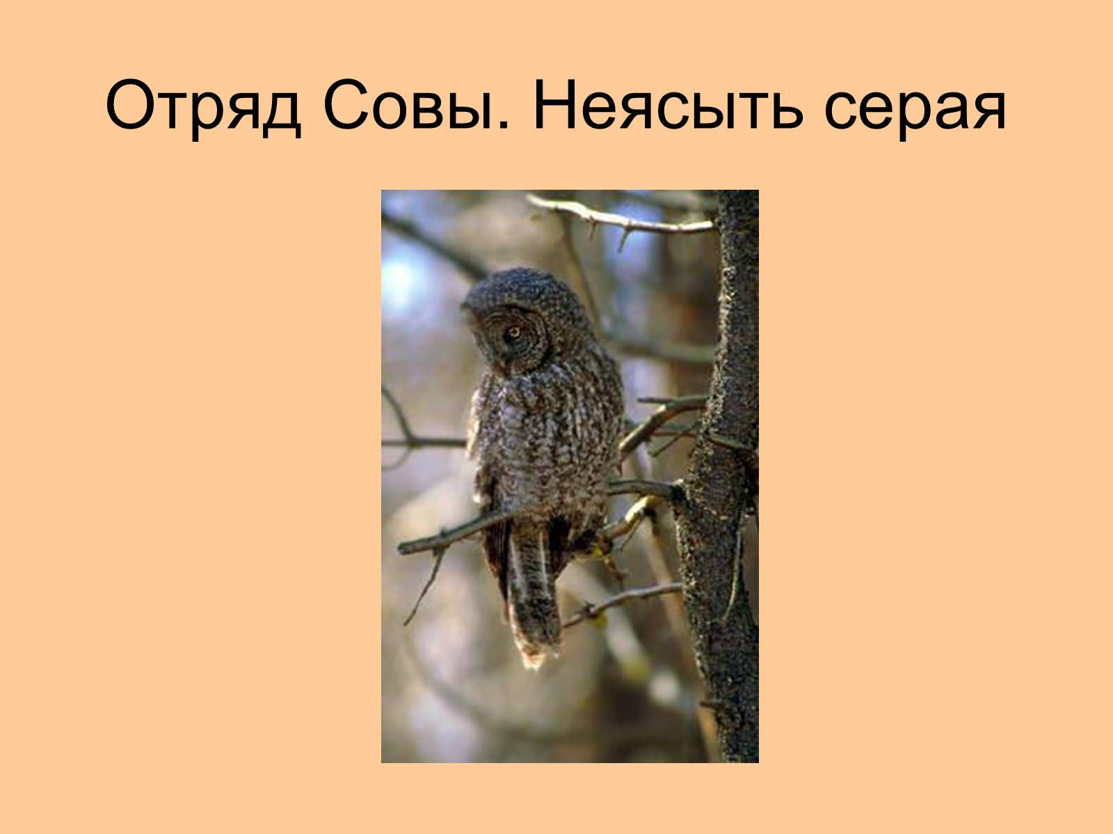 Презентація на тему «Отряд Хищные птицы» - Слайд #24 Презентація на тему «Отряд Хищные птицы» - Слайд #24